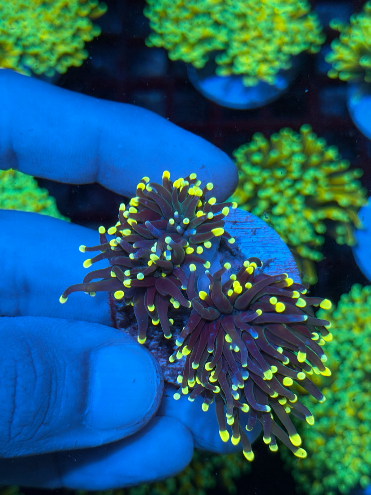 JEA Firefly Torch Coral 2 Heads XXL 10/21