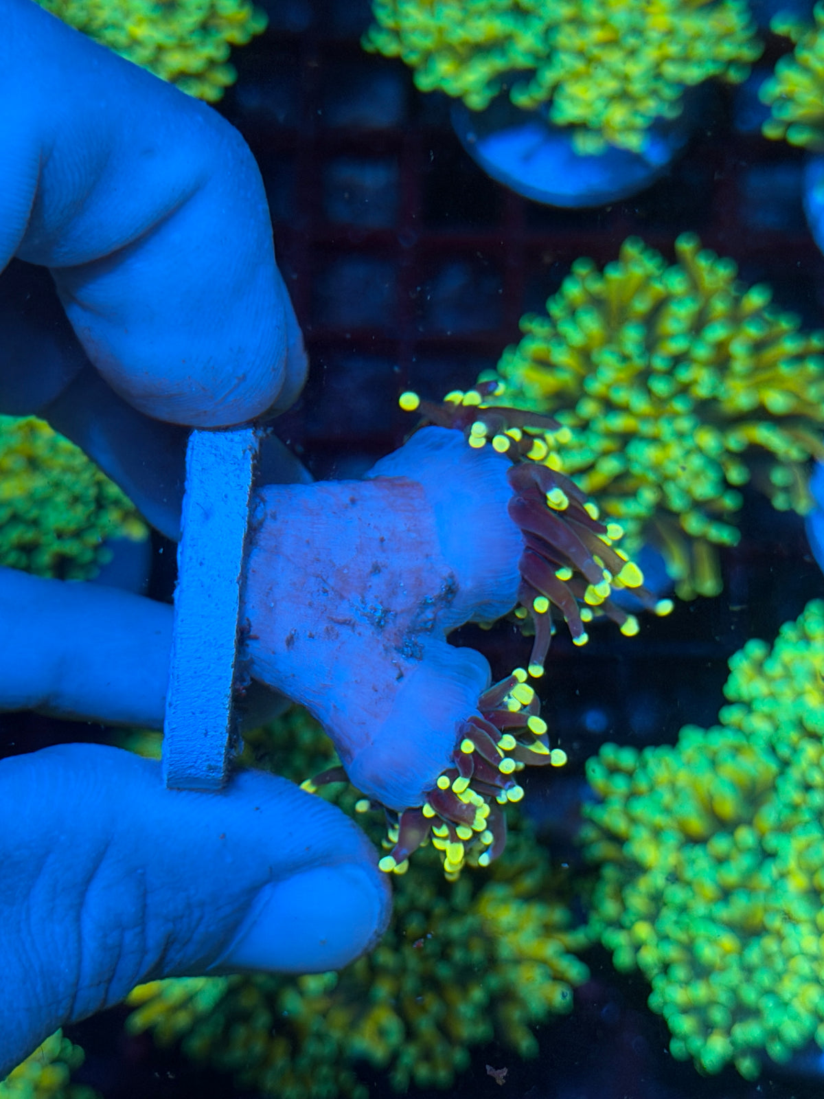 JEA Firefly Torch Coral 2 Heads XXL 10/21