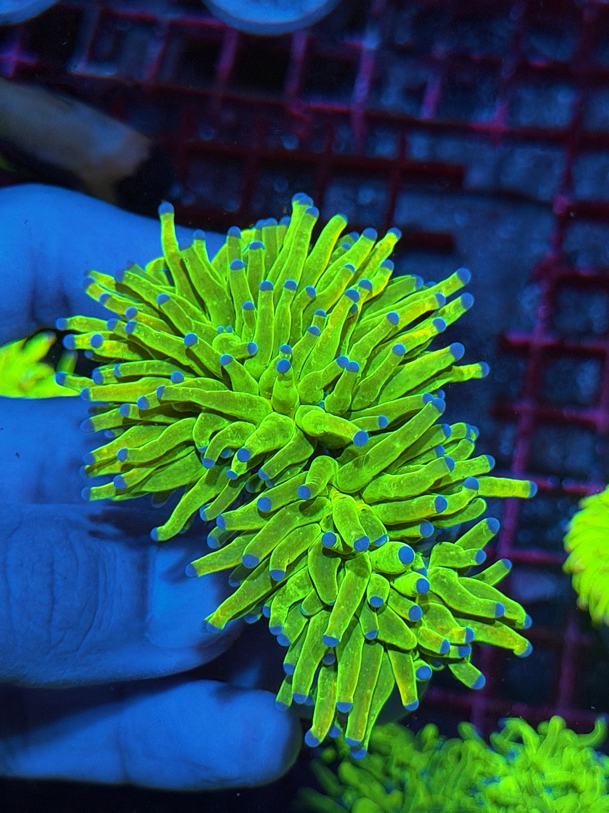 JEA Malaysian Holy Grail Torch Coral 2 Heads XXL 10/25