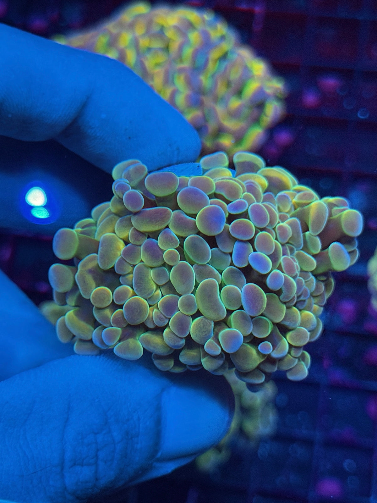 JEA Rainbow Fusion Hologram Hammer Coral 2 Heads XL Splitting 10/24