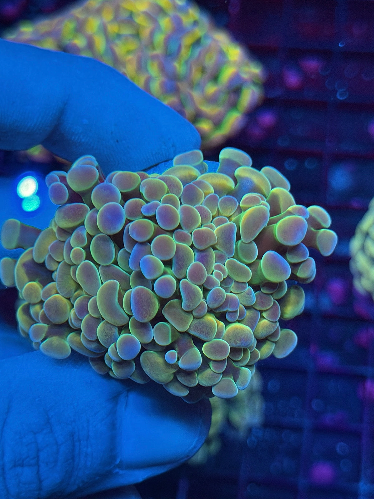 JEA Rainbow Fusion Hologram Hammer Coral 2 Heads XL Splitting 10/24