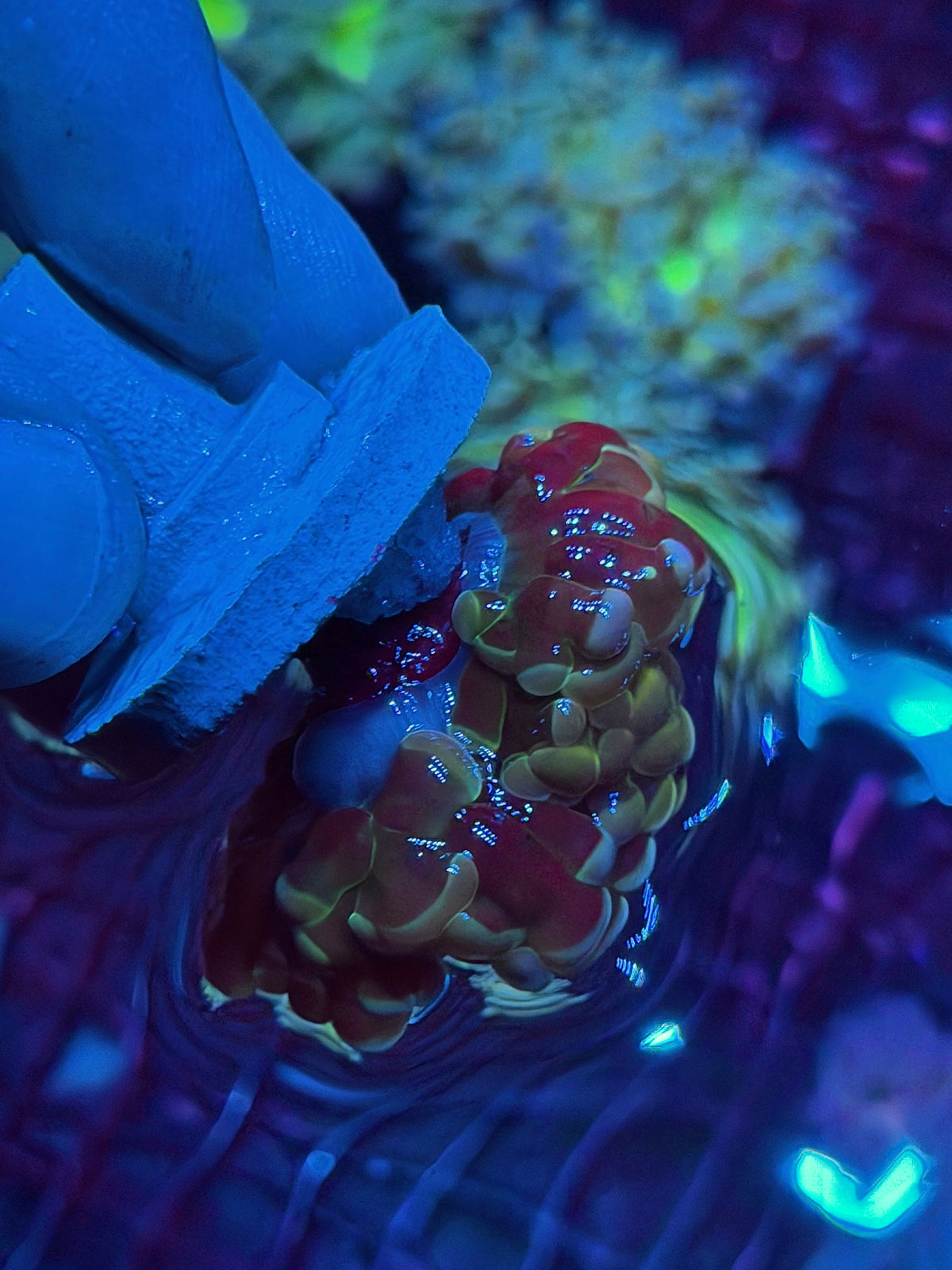 JEA Rainbow Fusion Hologram Hammer Coral 2 Heads XL Splitting 10/24