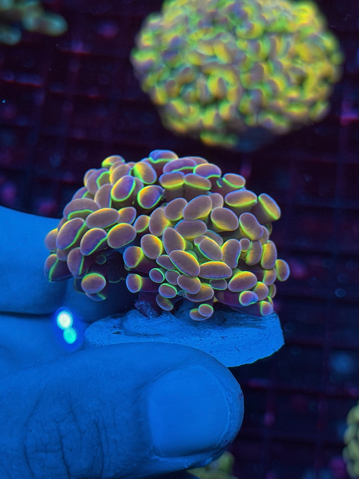 JEA Rainbow Dreams Hologram Hammer Coral Splitting to 2 Heads 10/21