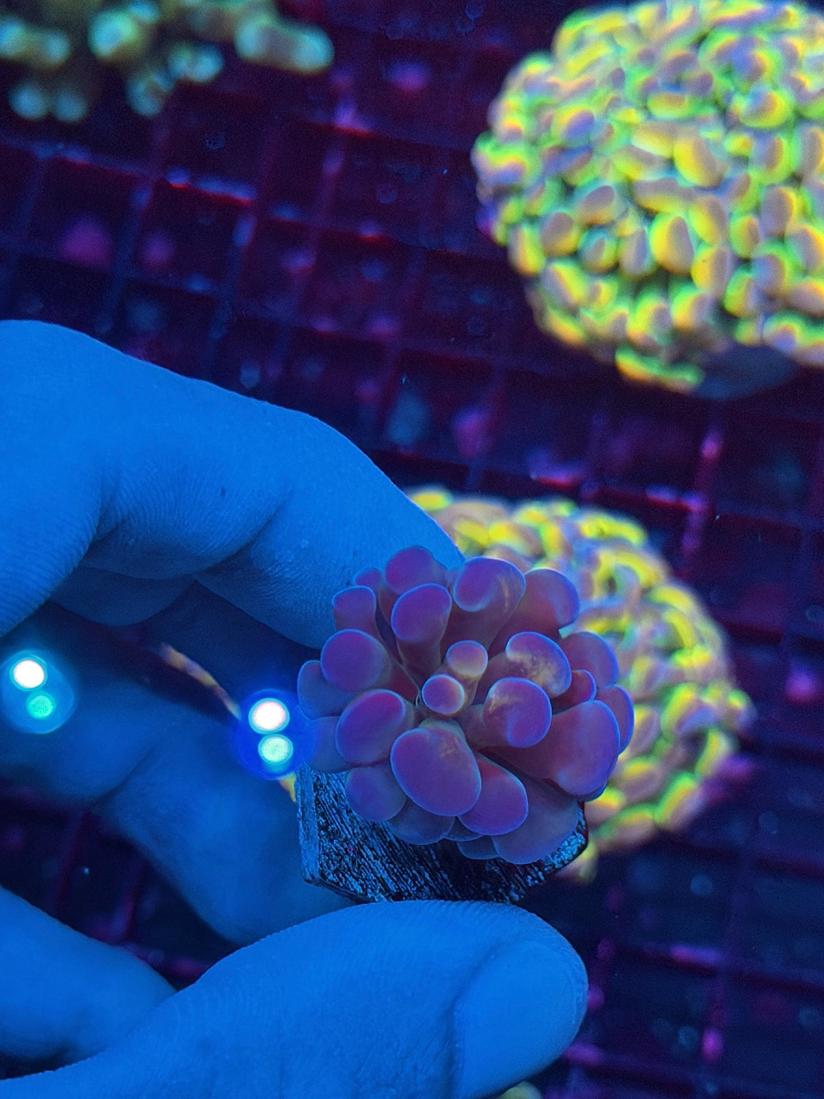 JEA Orange Holo Hammer Coral 1 Head 10/24