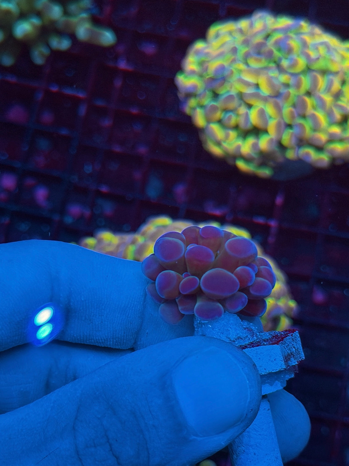 JEA Orange Holo Hammer Coral 1 Head 10/24