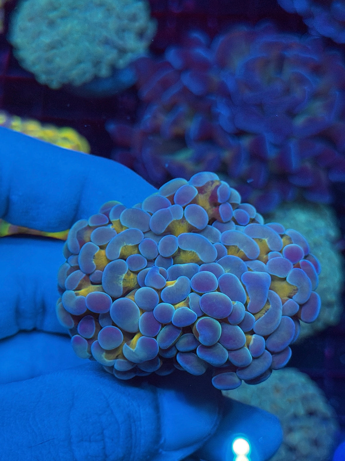 JEA Rainbow Blaster Hammer Coral 1 XL Head Splitting to 3 XL 10/25