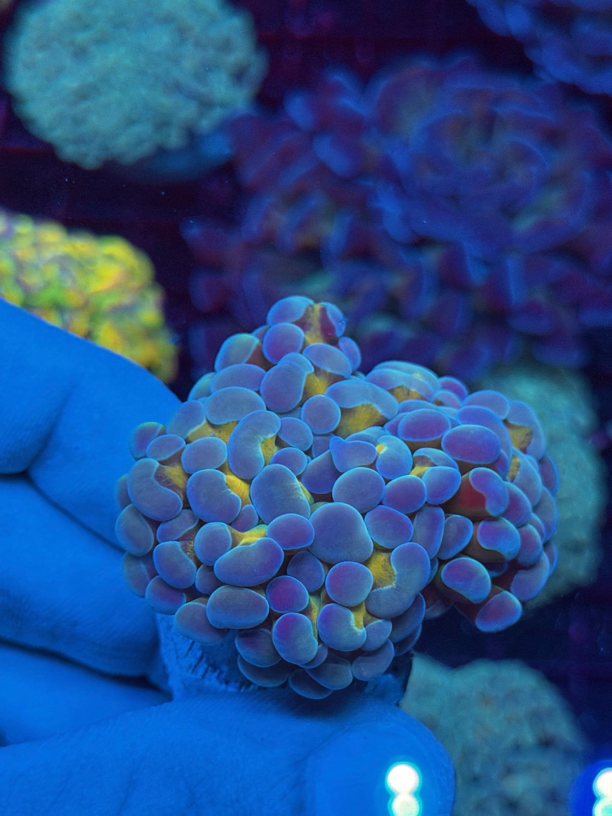 JEA Rainbow Blaster Hammer Coral 1 XL Head Splitting to 3 XL 10/25