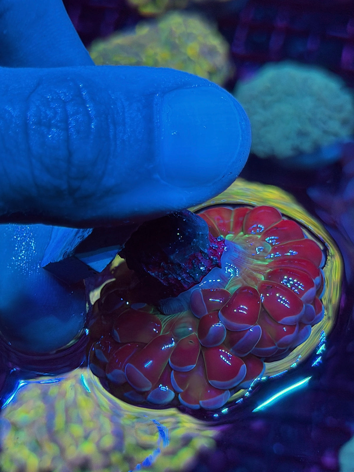 JEA Rainbow Blaster Hammer Coral 1 XL Head Splitting to 3 XL 10/25