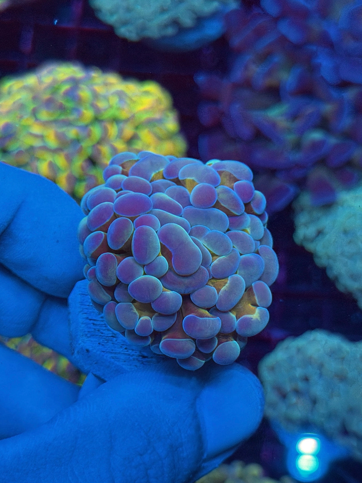 JEA Rainbow Blaster Hammer Coral 1 XL Head Splitting 10/21