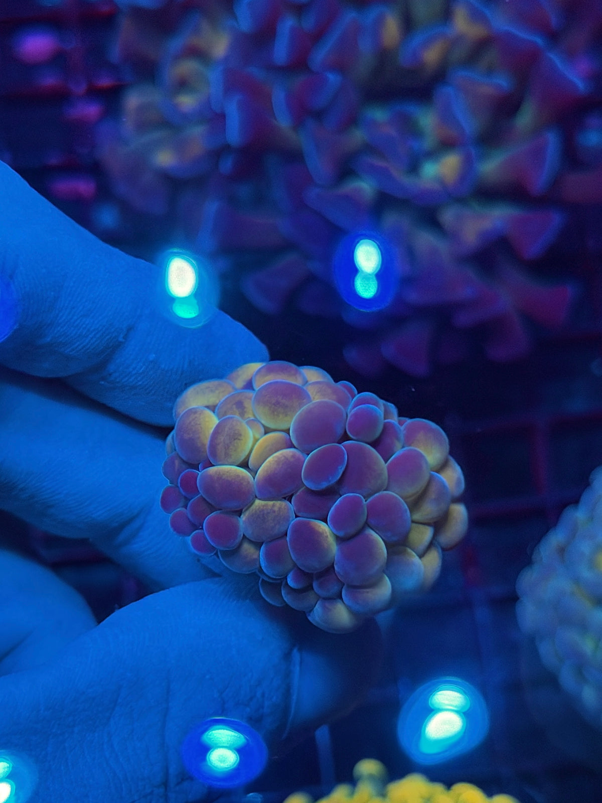 JEA Orange Holo Hammer Coral 1 XL Head Splitting 10/21