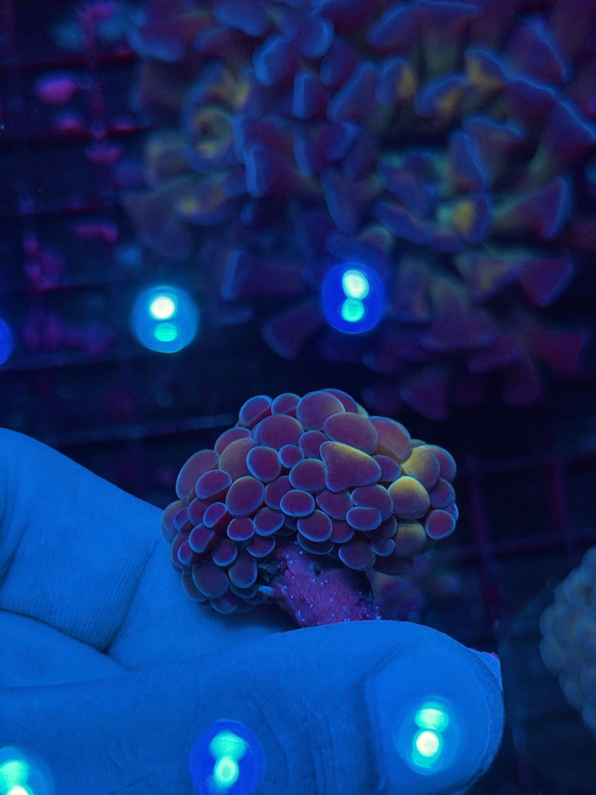 JEA Orange Holo Hammer Coral 1 XL Head Splitting 10/21