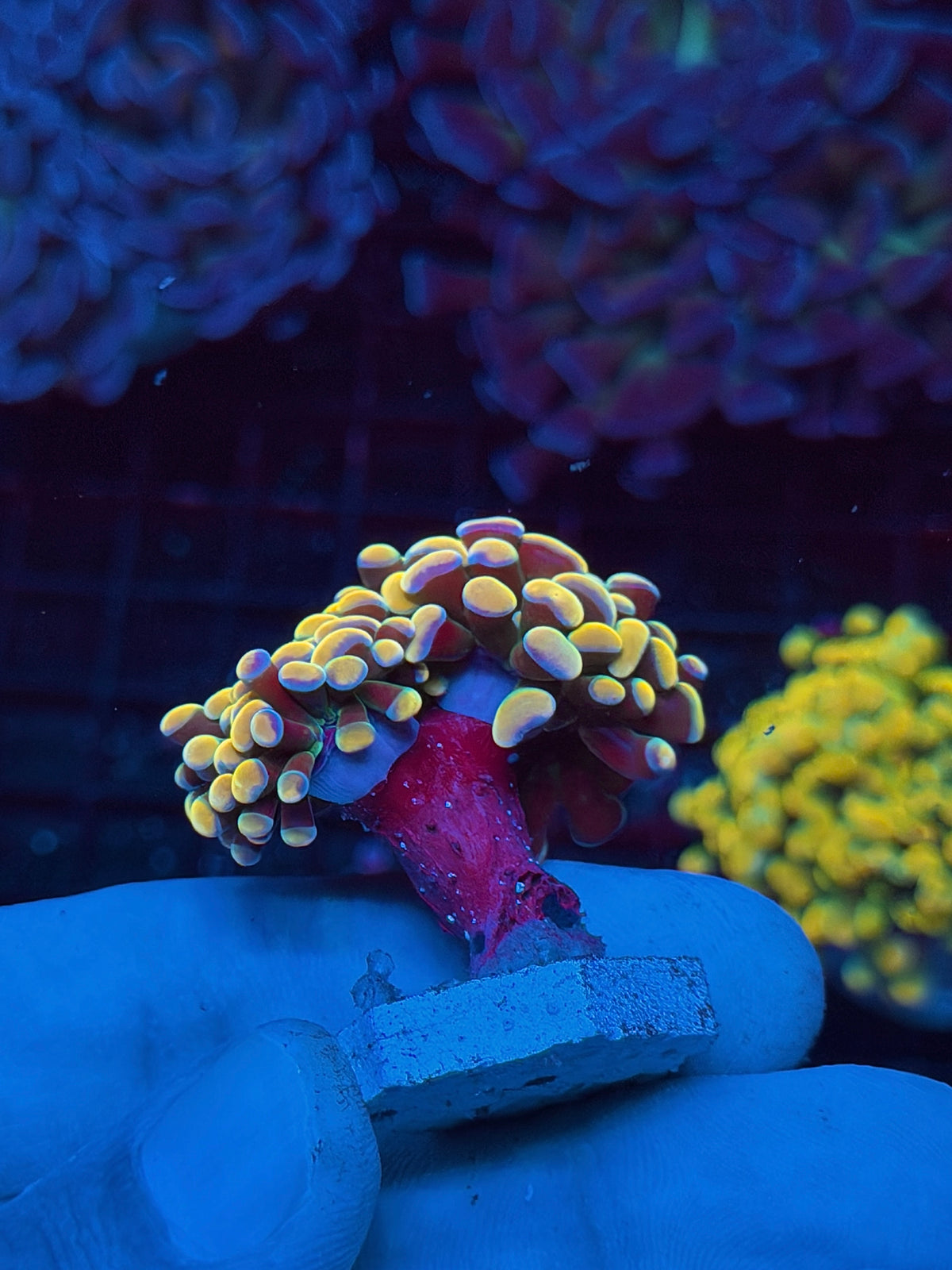 JEA Holy Grail Hammer Coral 2 heads XL 10/25