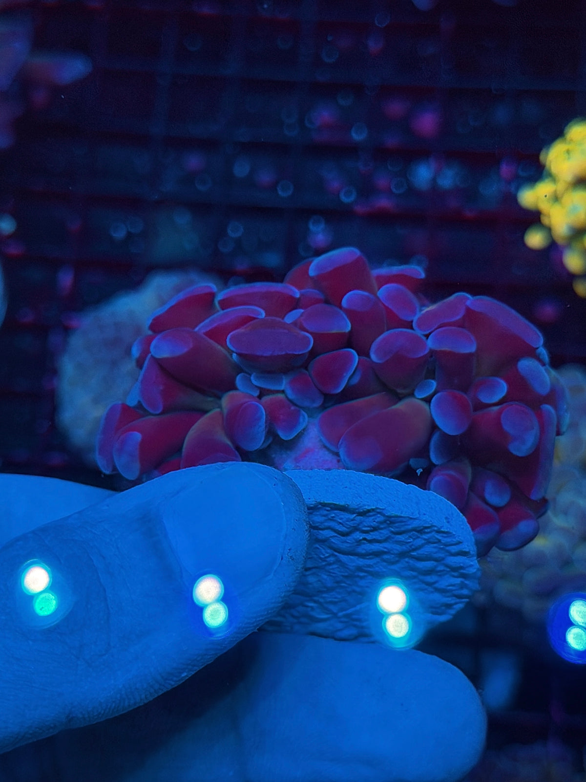 JEA Freakshow Hammer Coral 1 XL Head Splitting 10/24