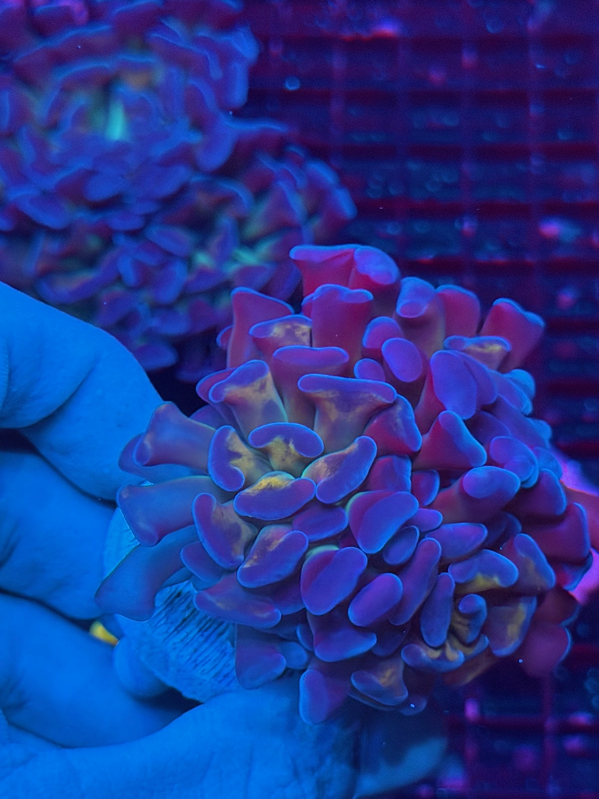 JEA Freakshow Hammer Coral 3 Heads XL 10/21
