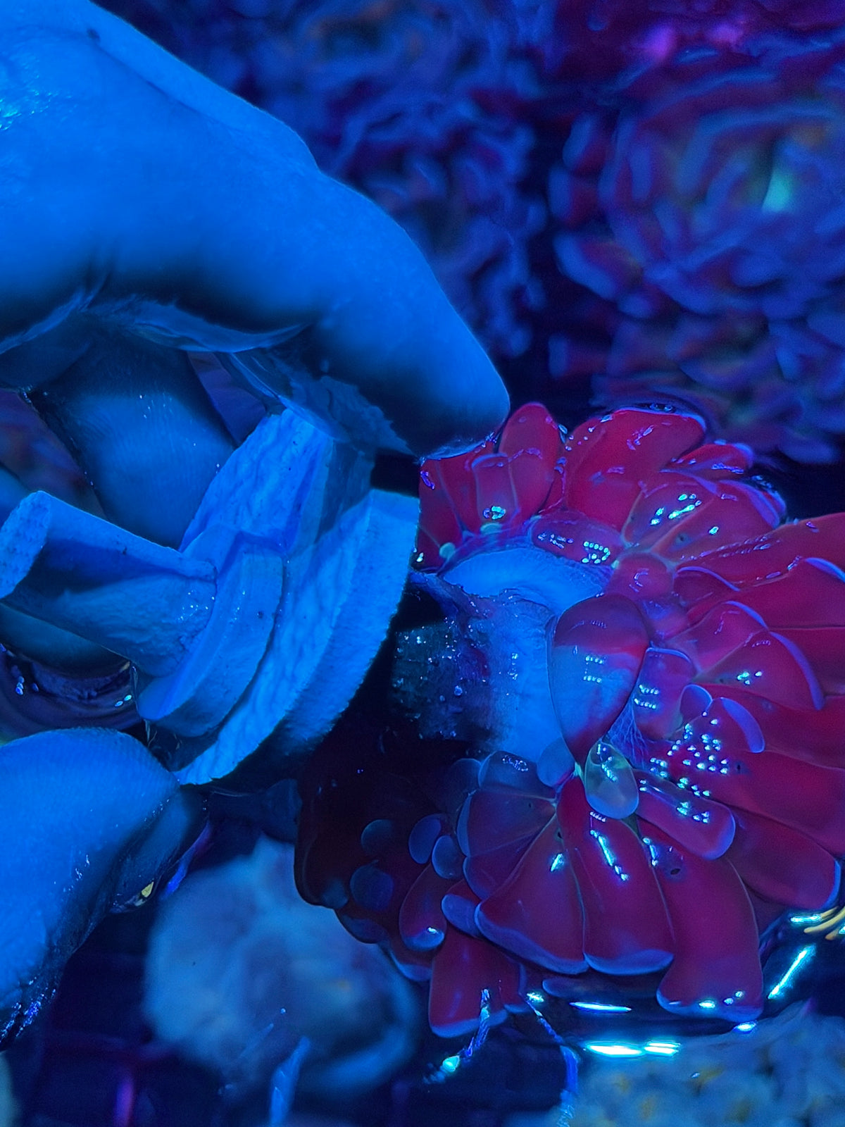 JEA Freakshow Hammer Coral 3 Heads XL 10/21