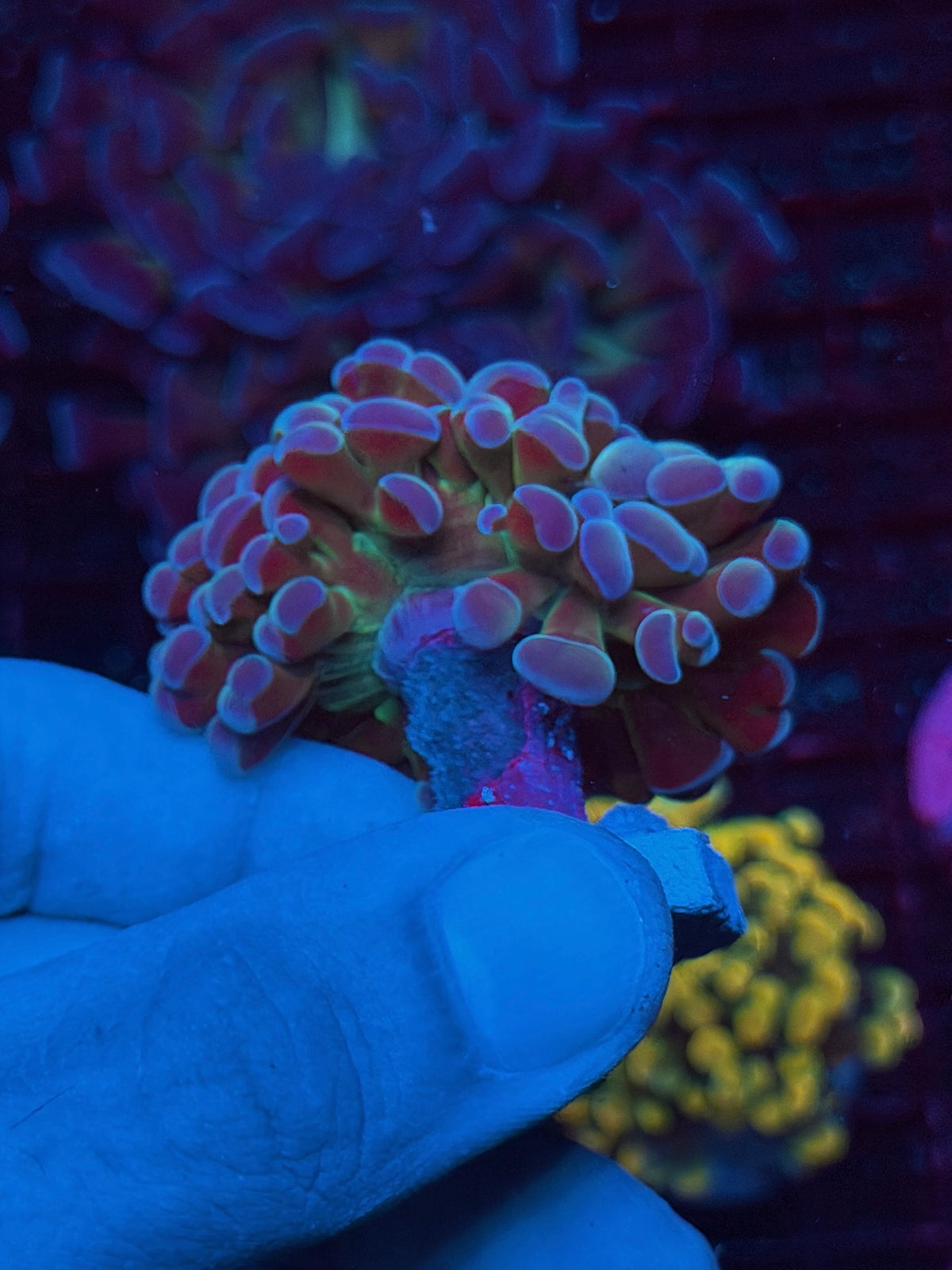 JEA 24K Hammer Coral 1 Head XL 10/25