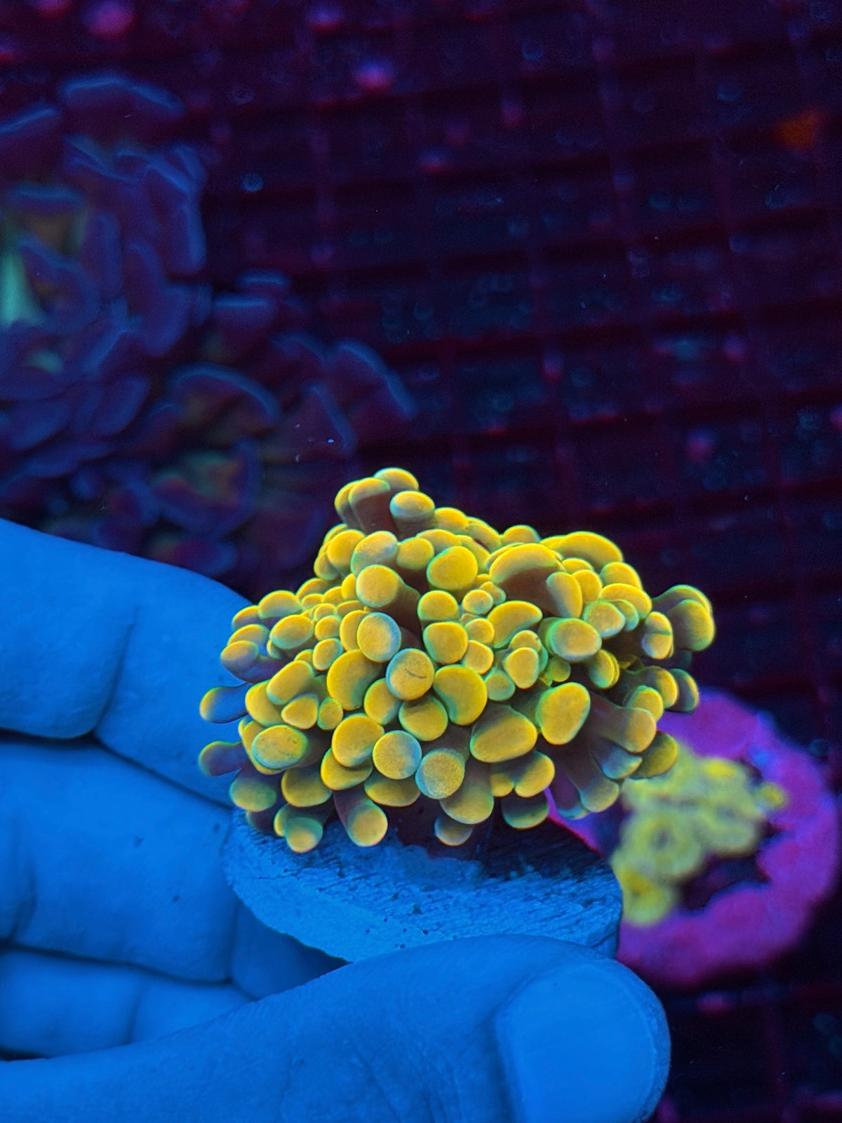 JEA Holy Grail hammer Coral 2 Heads Splitting 10/24