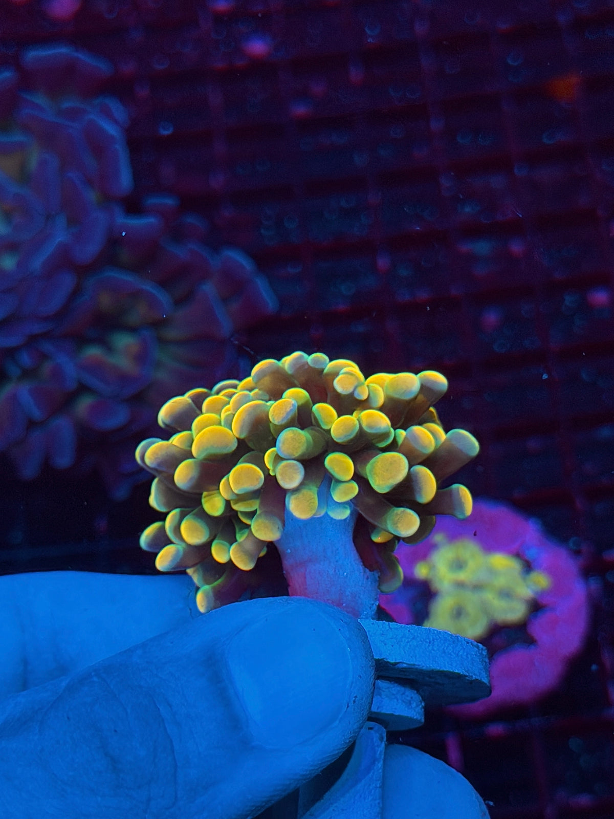 JEA Holy Grail hammer Coral 2 Heads Splitting 10/24