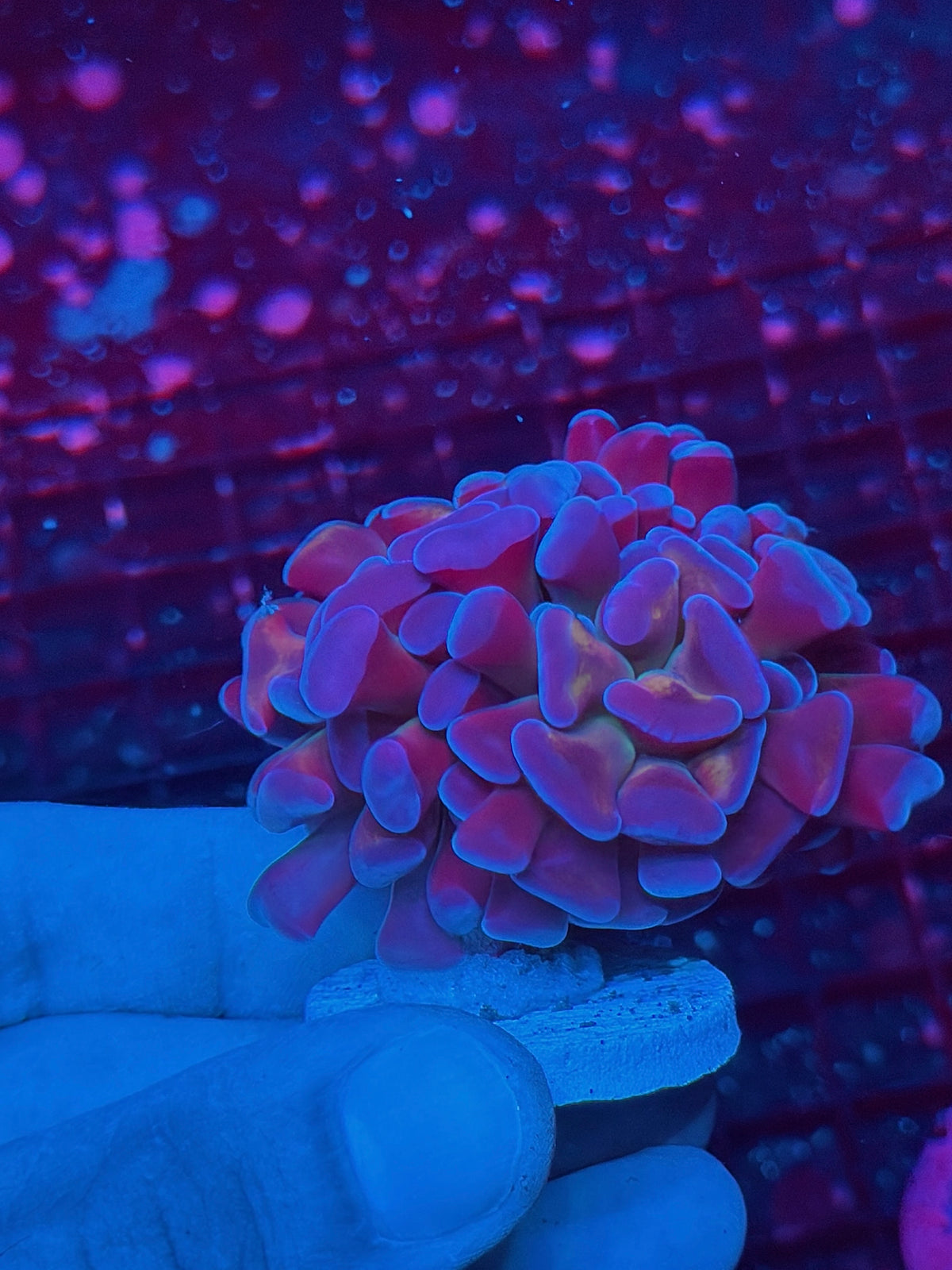 JEA Freakshow Hammer Coral 1 Head XL Splitting 10/21