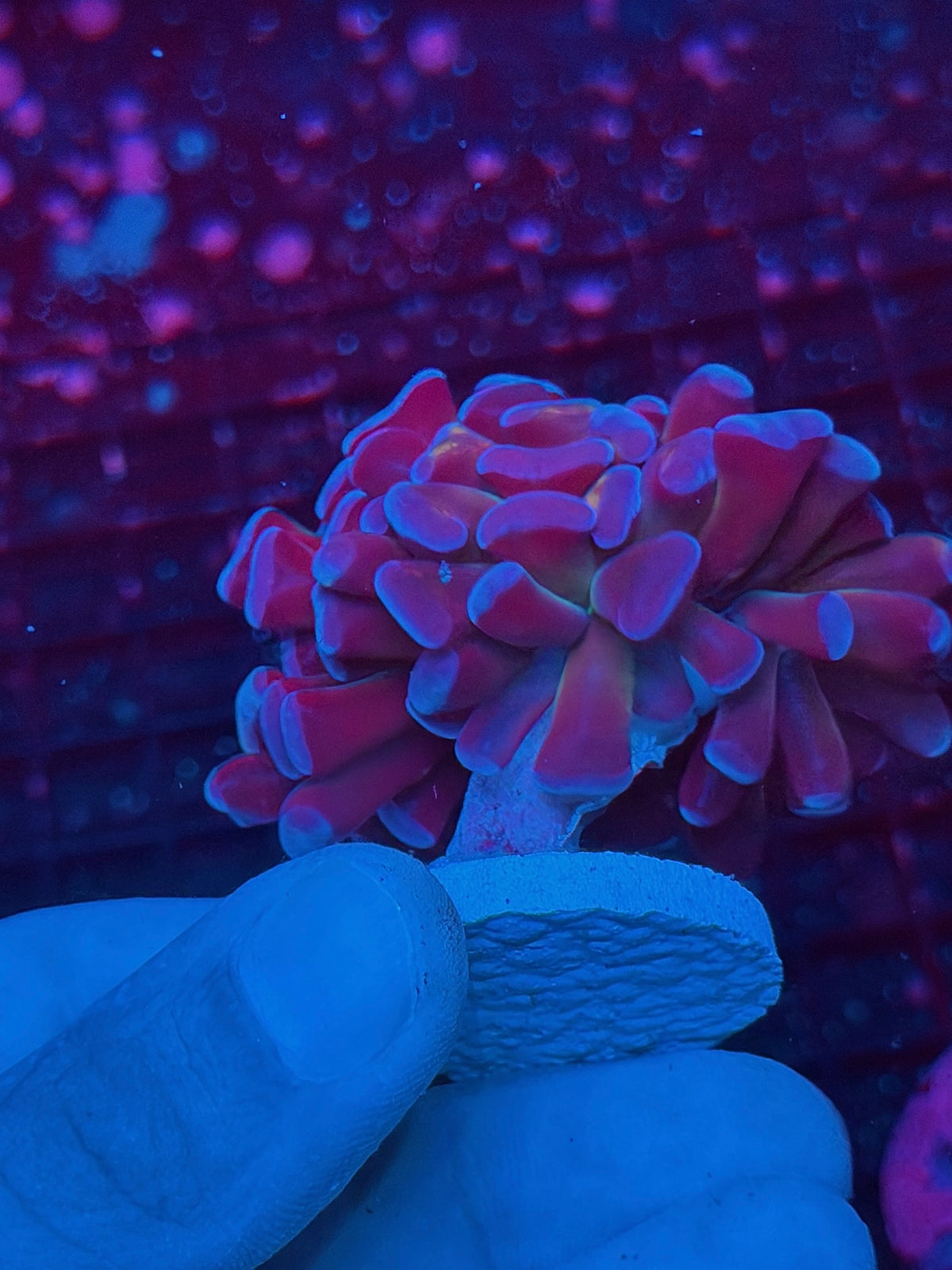 JEA Freakshow Hammer Coral 1 Head XL Splitting 10/21