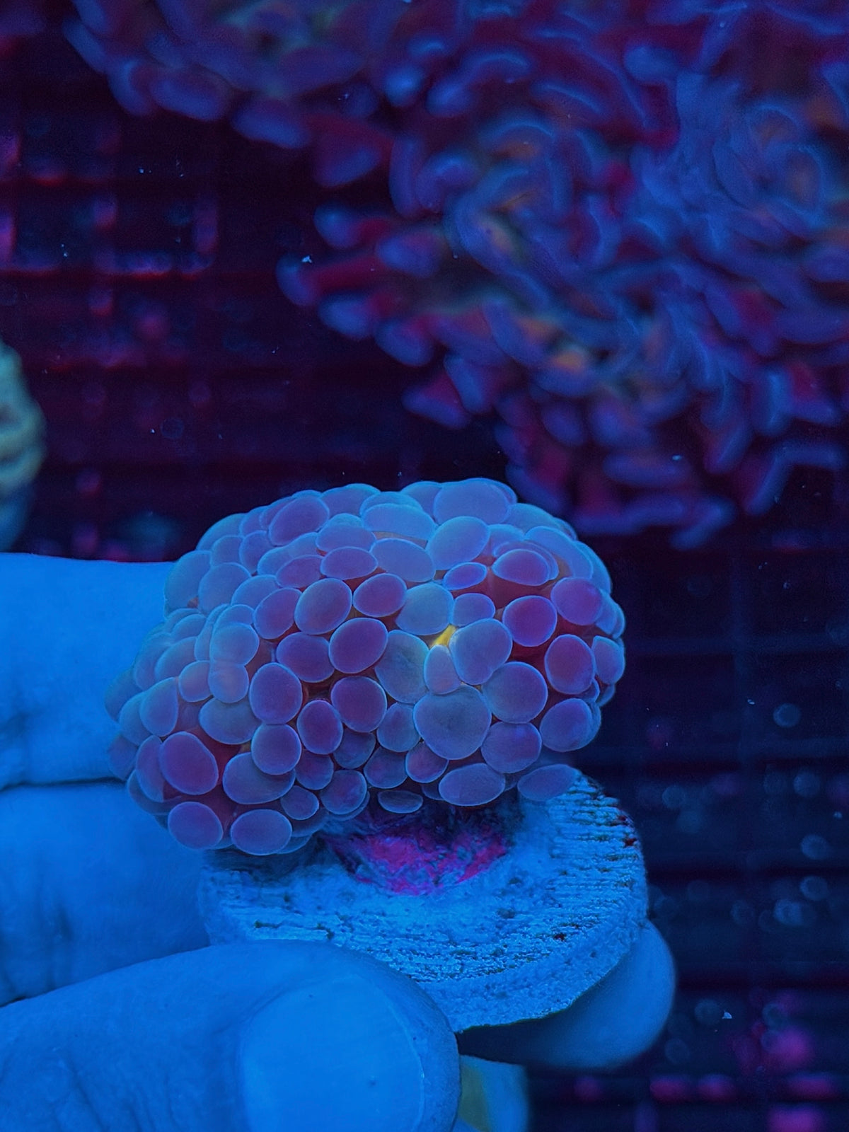 JEA Bubble Blaster Hammer Coral 1 Head XL Splitting 10/20