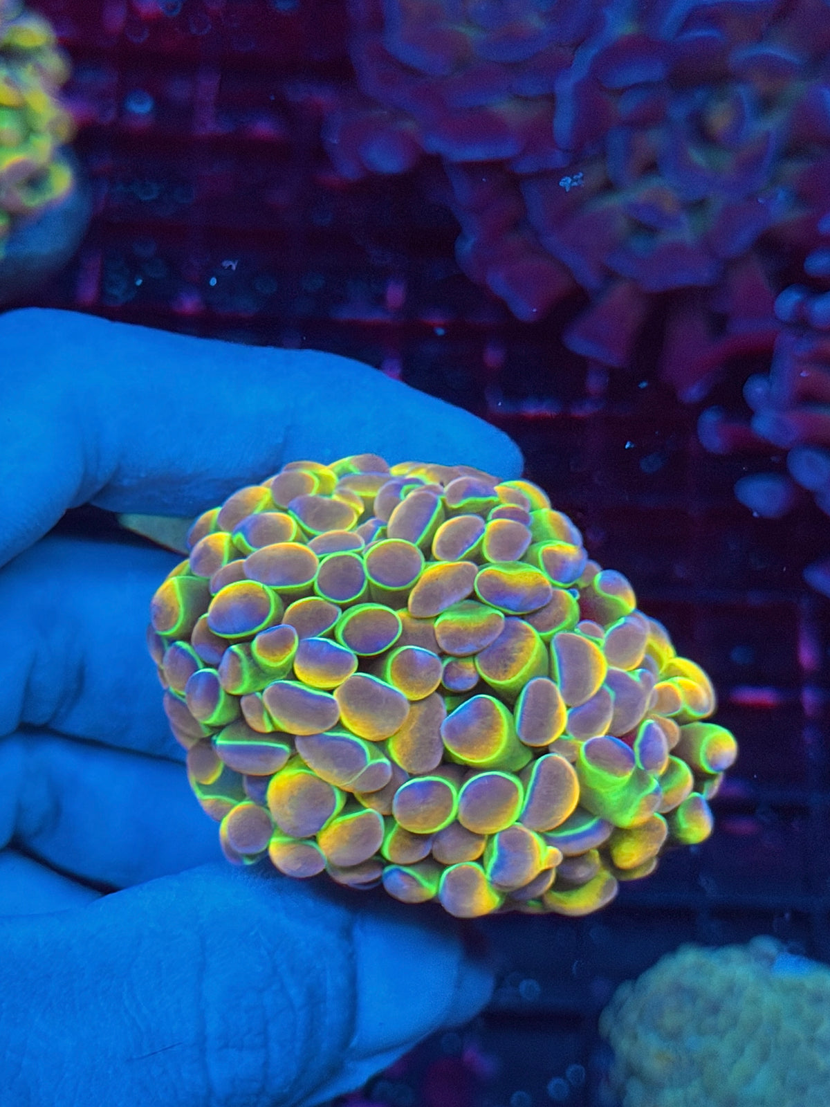 JEA Rainbow Dreams Hologram Hammer Coral 2 Heads Spltting to 3 10/25