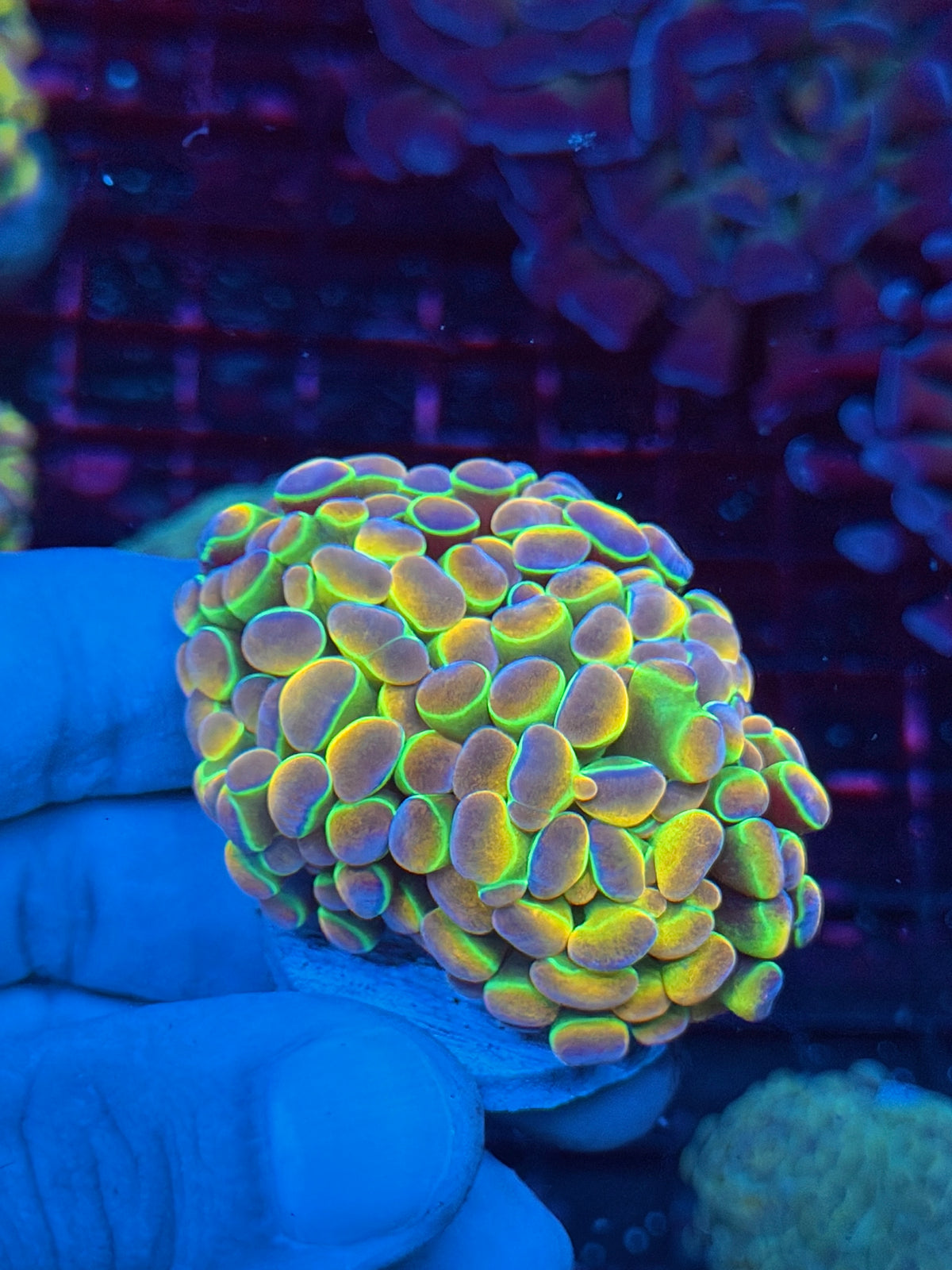 JEA Rainbow Dreams Hologram Hammer Coral 2 Heads Spltting to 3 10/25