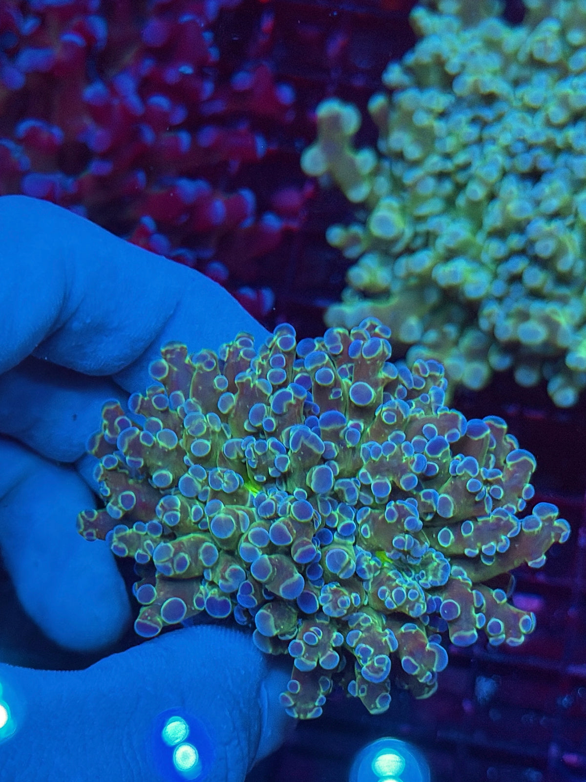 JEA Blue Magic Frogspawn Coral 1 head Splitting XL 10/20