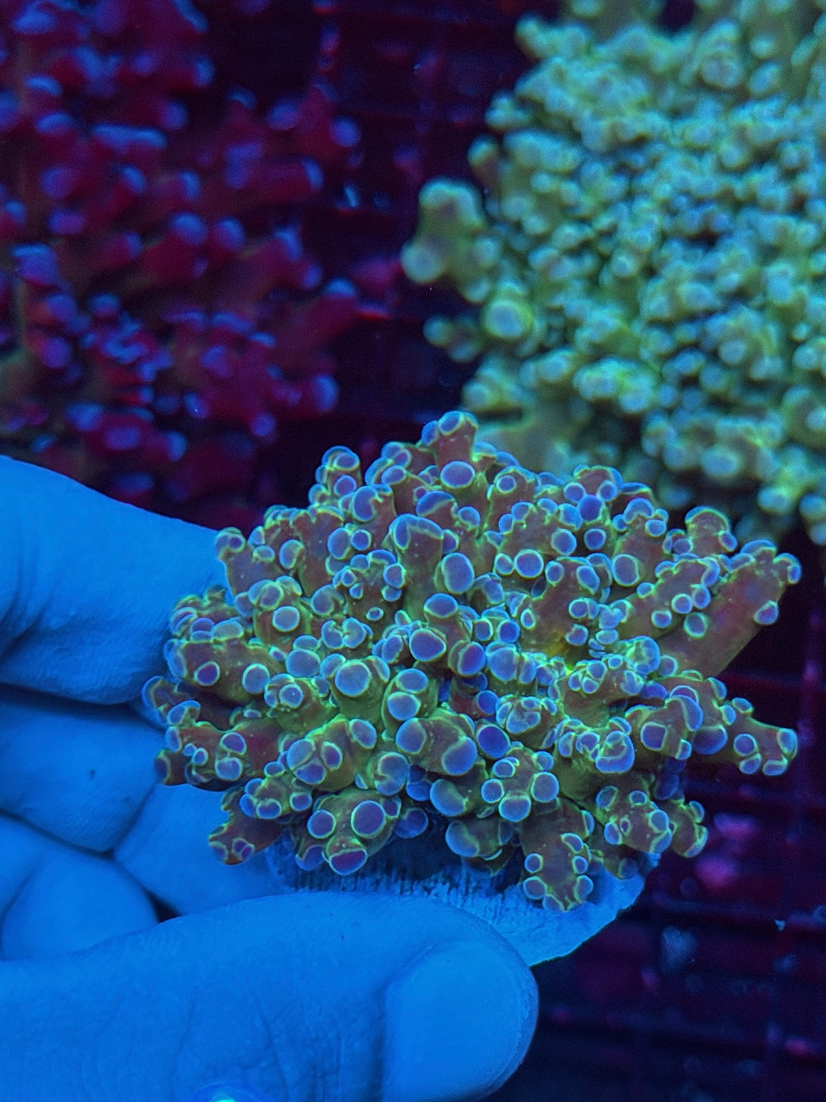 JEA Blue Magic Frogspawn Coral 1 head Splitting XL 10/20