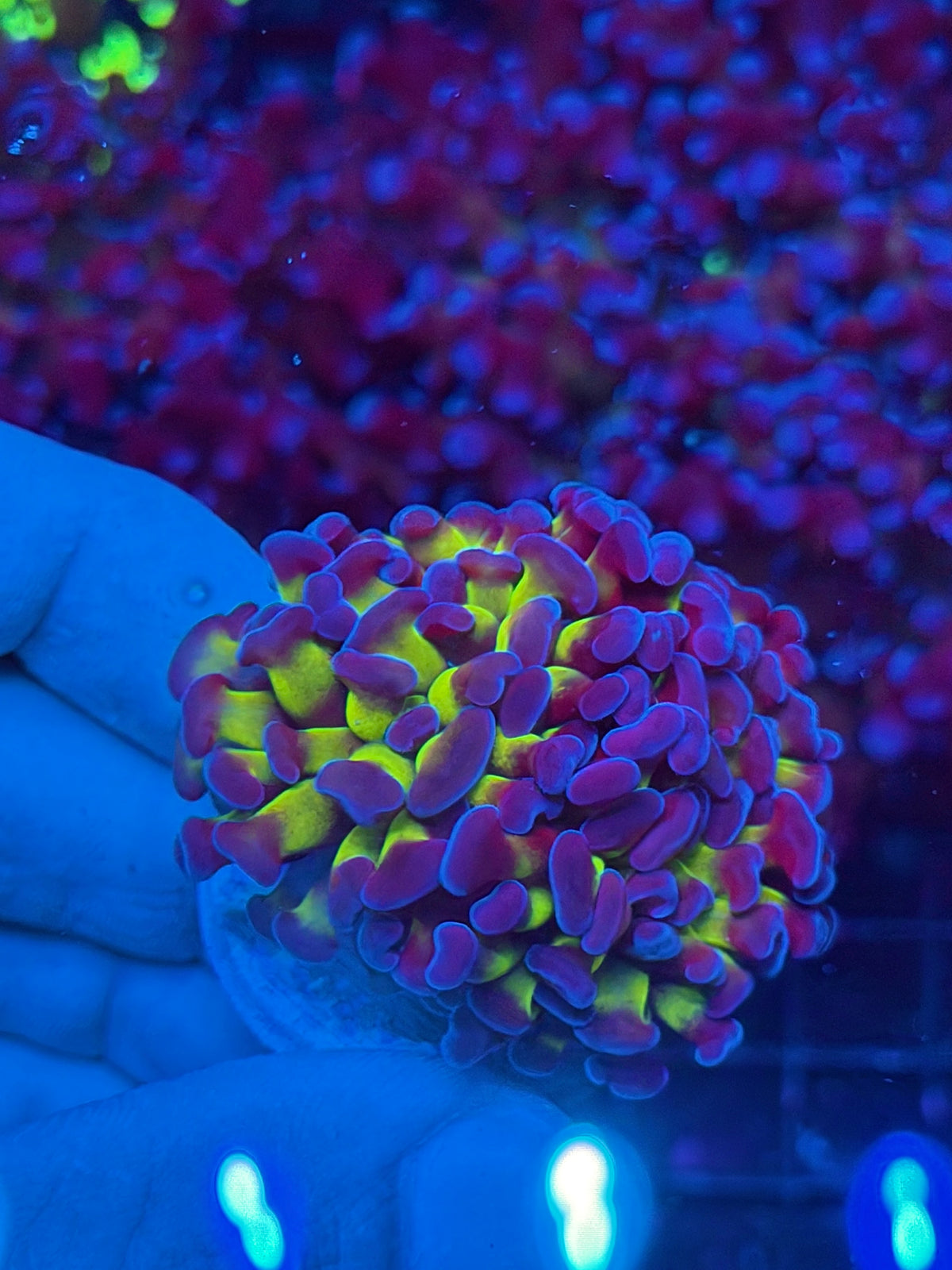 JEA Shaman Hammer Coral 2 Heads Splitting to XL New Release Aquacultured 10/24