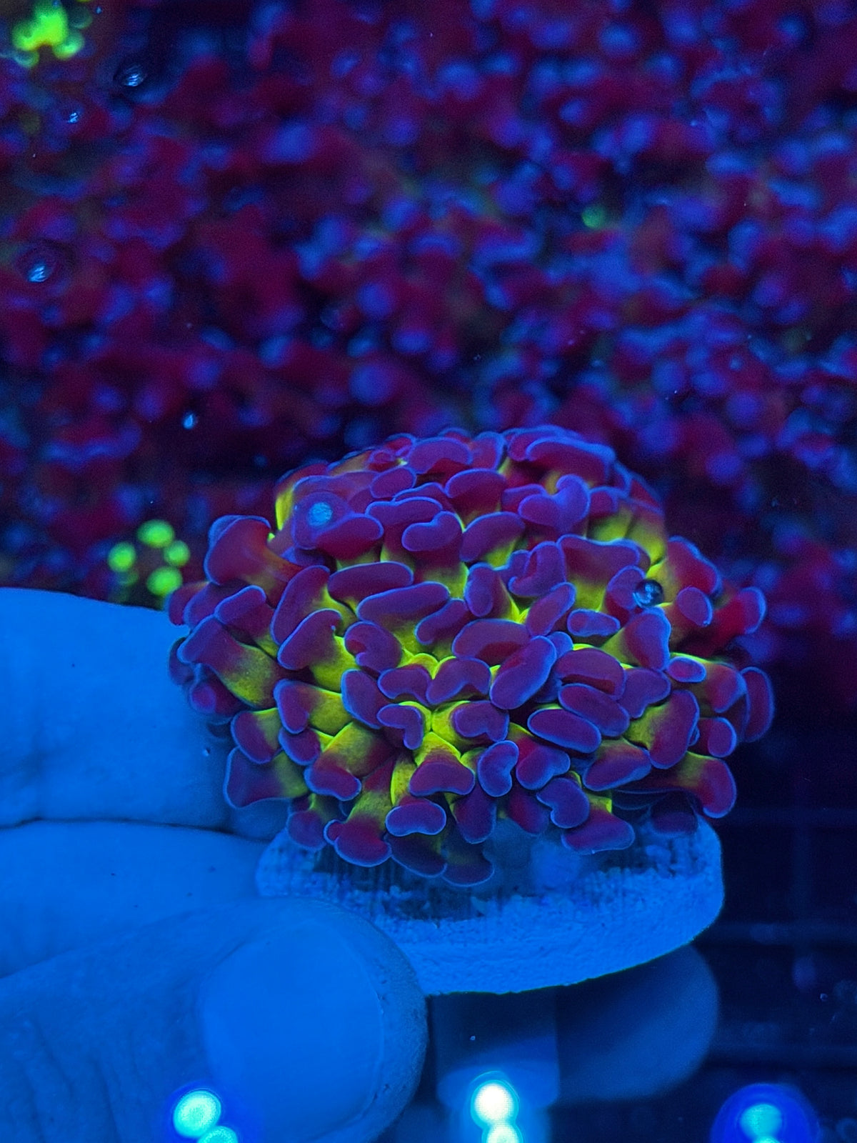 JEA Shaman Hammer Coral 2 Heads Splitting to XL New Release Aquacultured 10/24