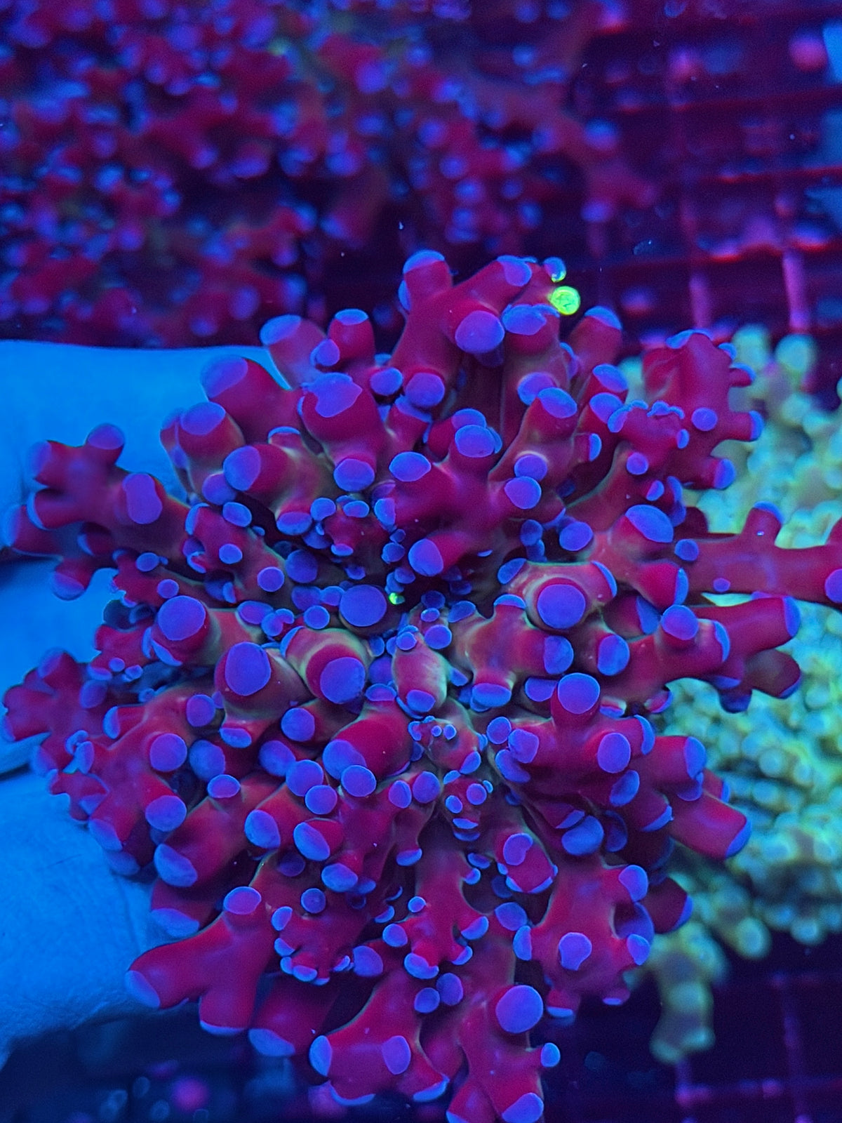 JEA Mardi Gras Grafted Frogspawn Coral 1 XL Head 10/25