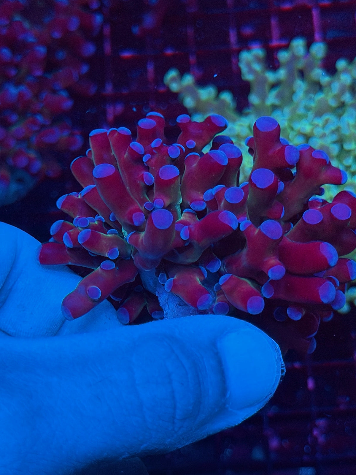 JEA Mardi Gras Grafted Frogspawn Coral 1 XL Head 10/25