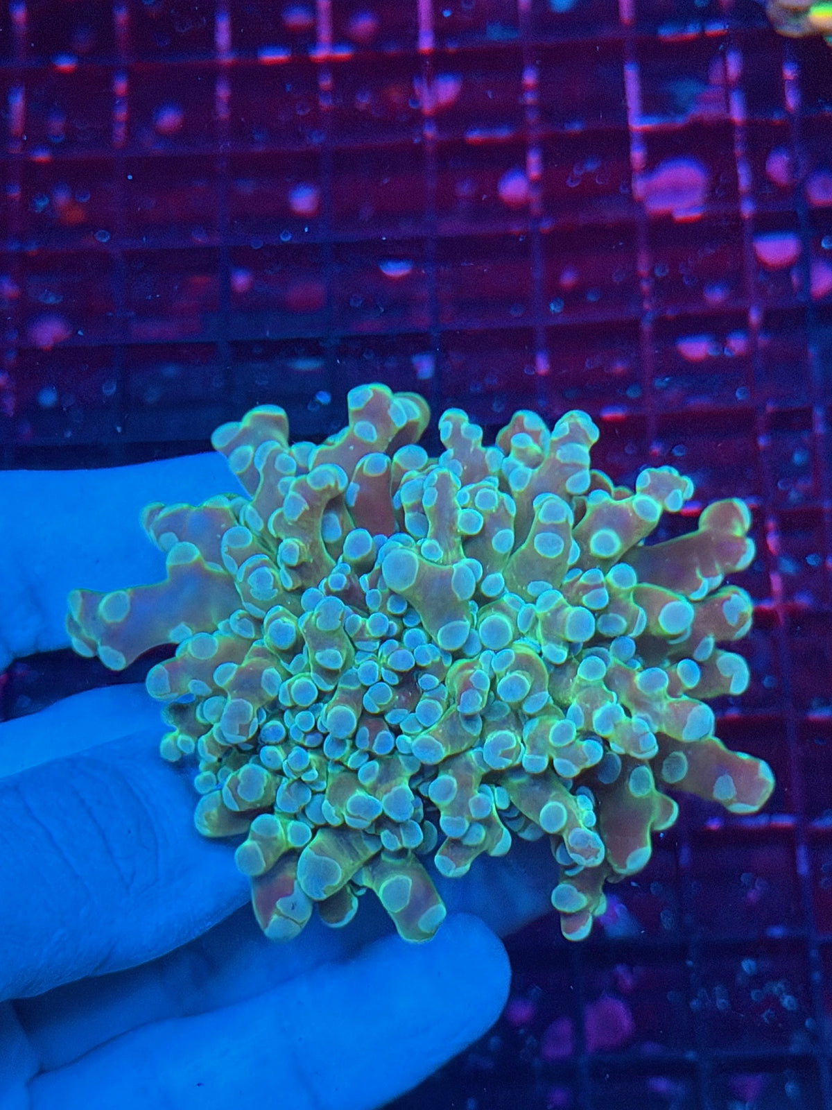 JEA Cloud 9 Frogspawn Coral 2 Heads XL 10/25