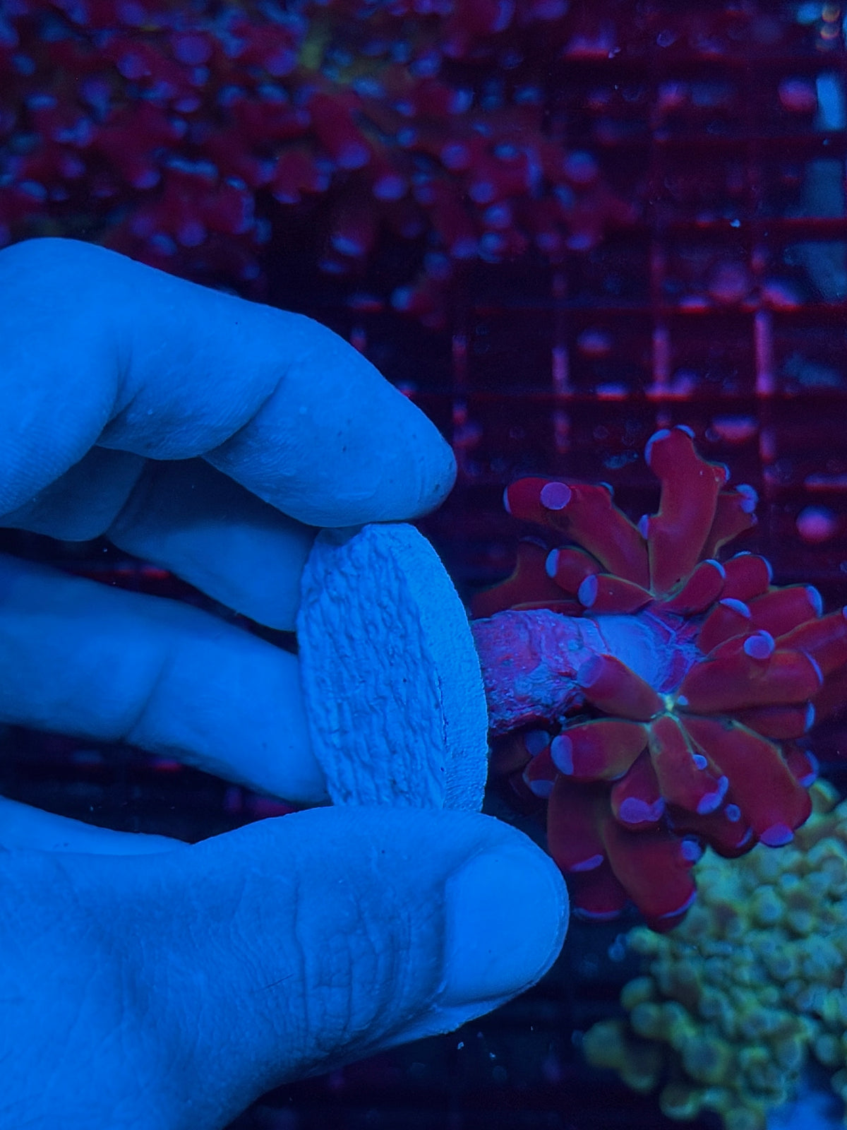 JEA Mardi Gras Frogspawn Coral 1 Head XL 10/24