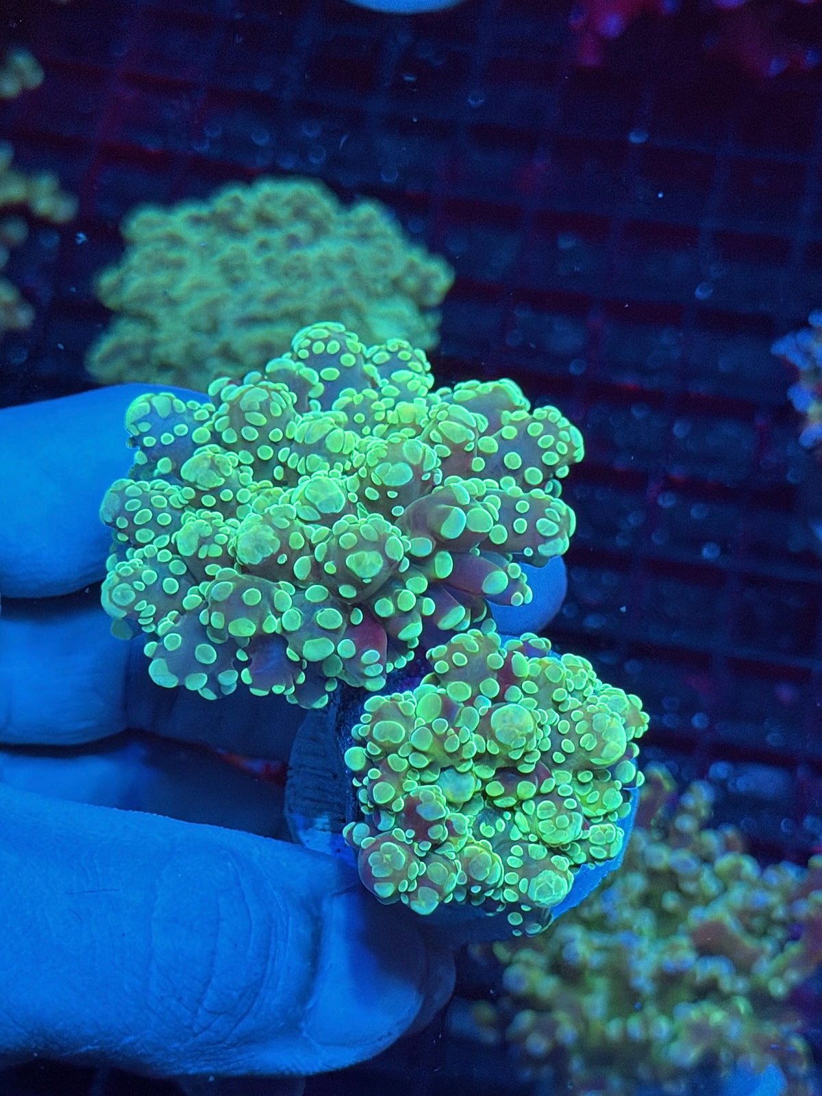JEA Whitewalker Frogspawn Coral 2 Heads XXL 10/20