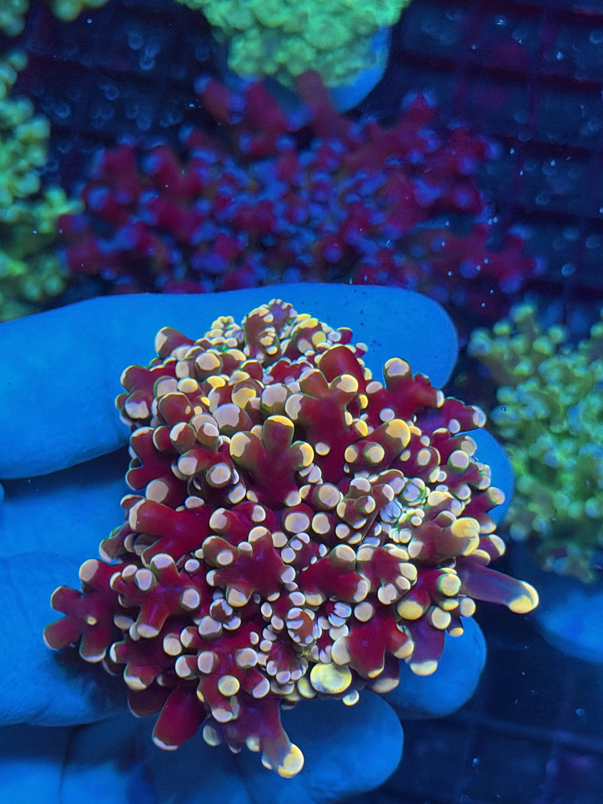 JEA Rainbow Galaxy Frogspawn Coral 2 Heads Splitting XXL 10/20