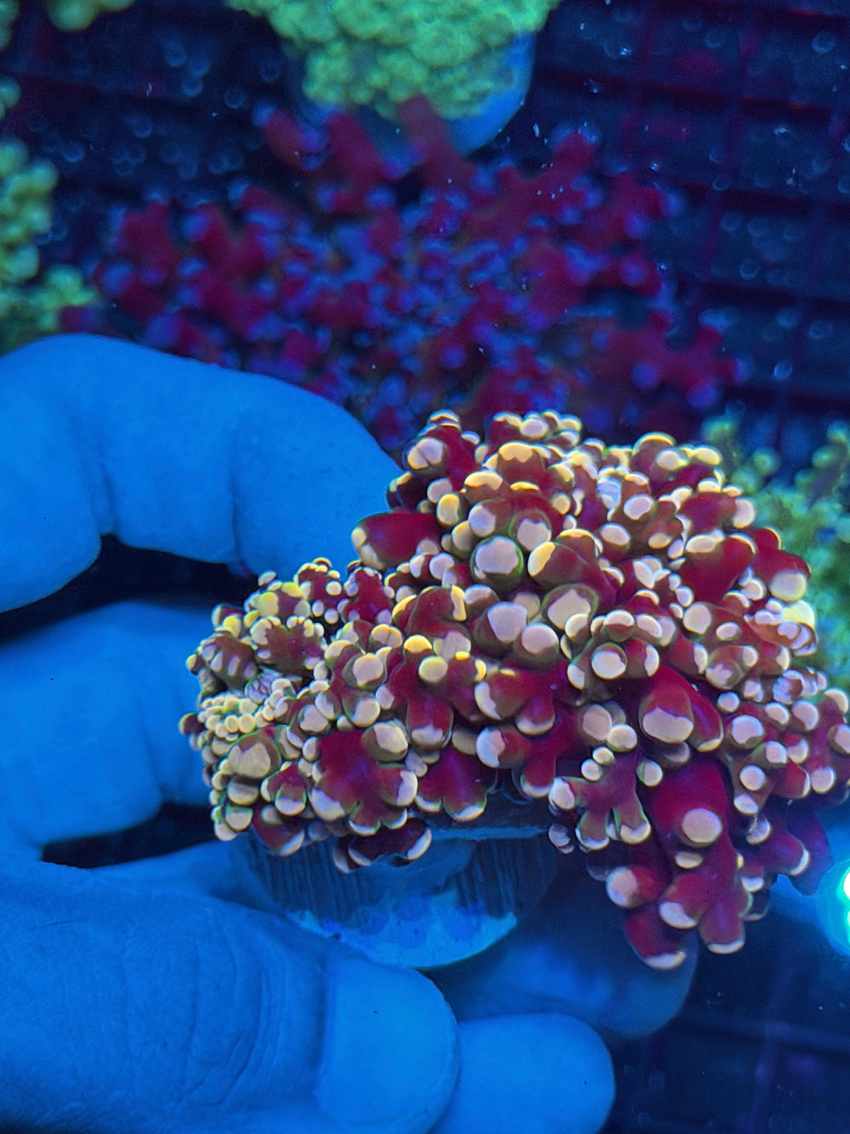 JEA Rainbow Galaxy Frogspawn Coral 2 Heads Splitting XXL 10/20
