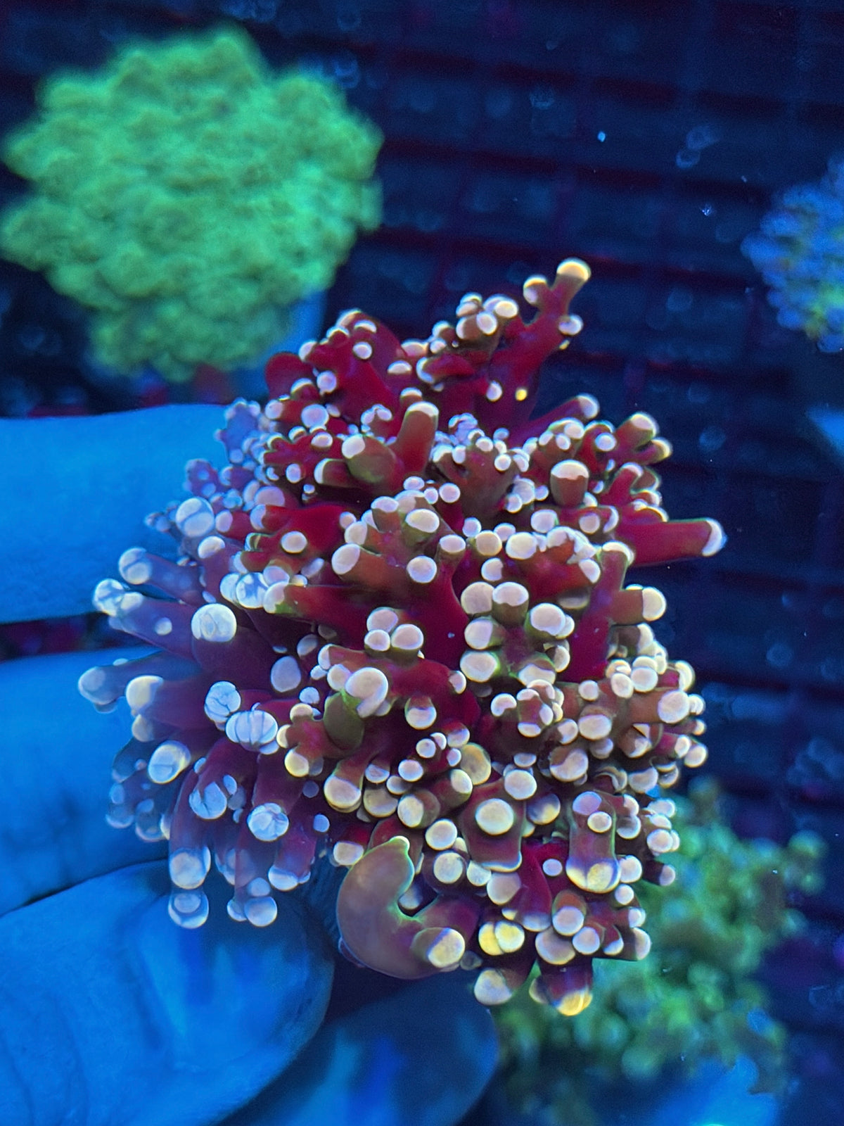 JEA Rainbow Galaxy Frogspawn Coral 3 Heads XXXL New Release 10/24