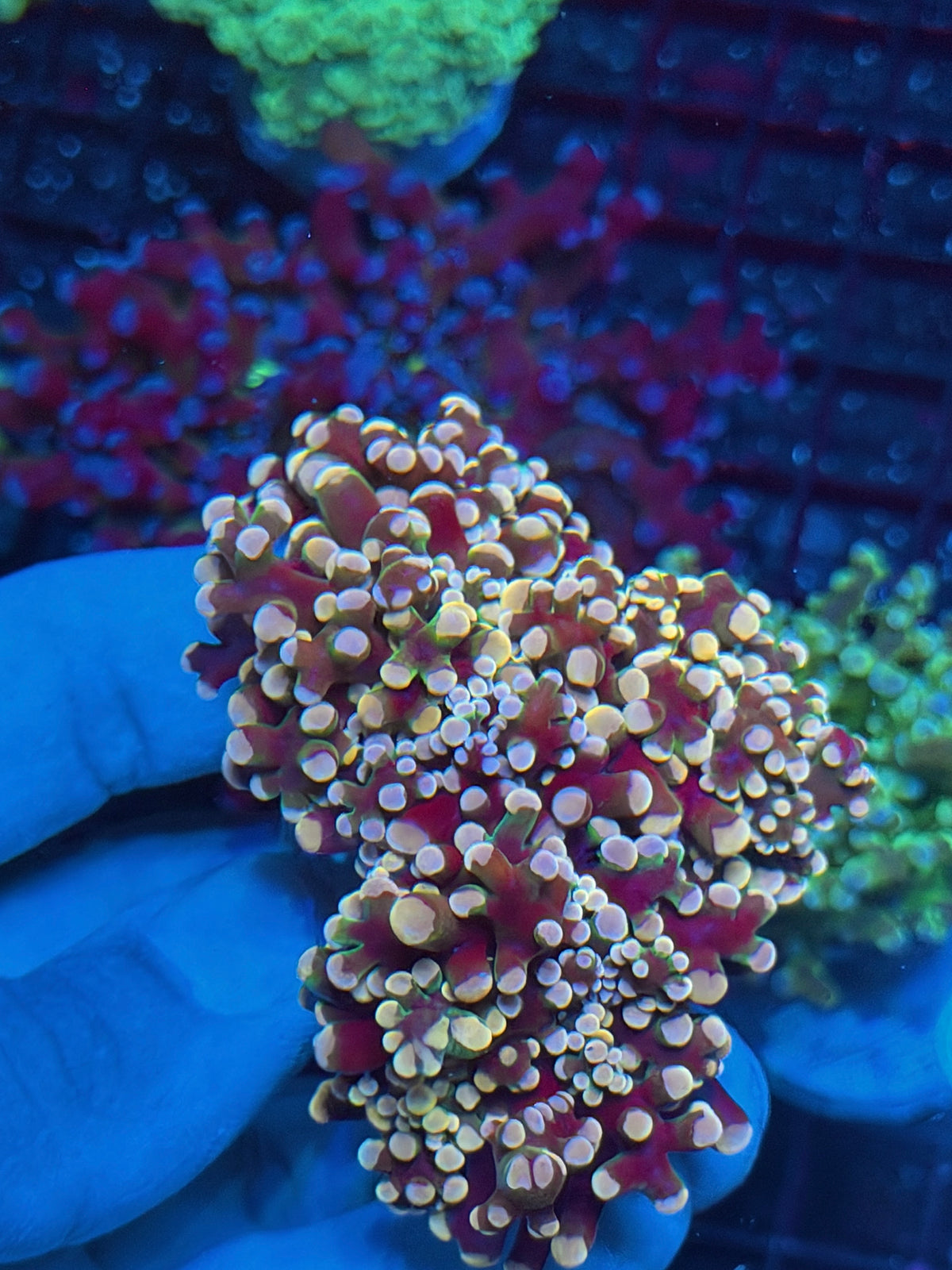 JEA Rainbow Galaxy Frogspawn Coral 4 Heads XXXL New Release 10/21