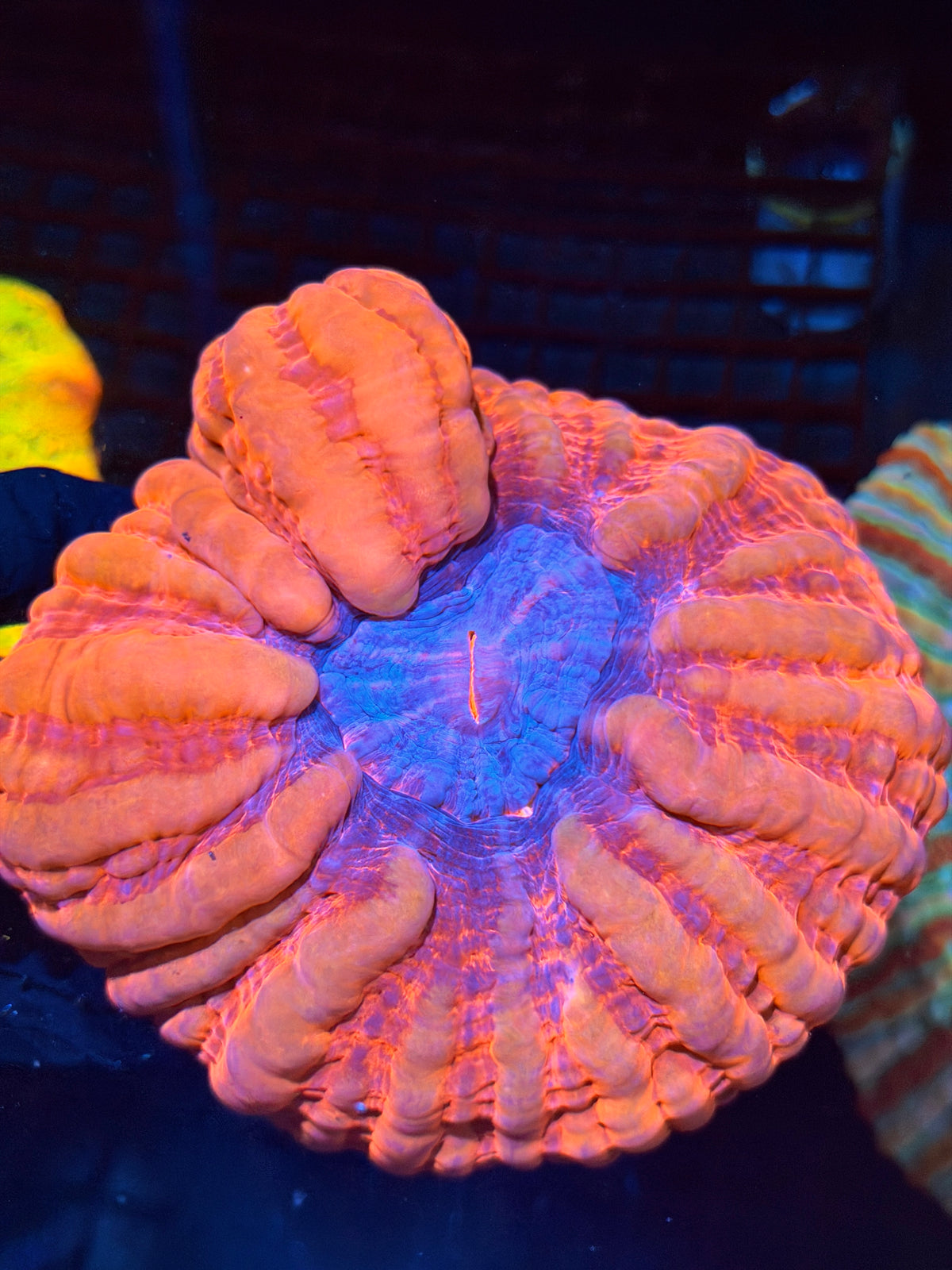 JEA Hot Pink Indophyllia Meat Coral XXXL Show Piece BRIGHT!
