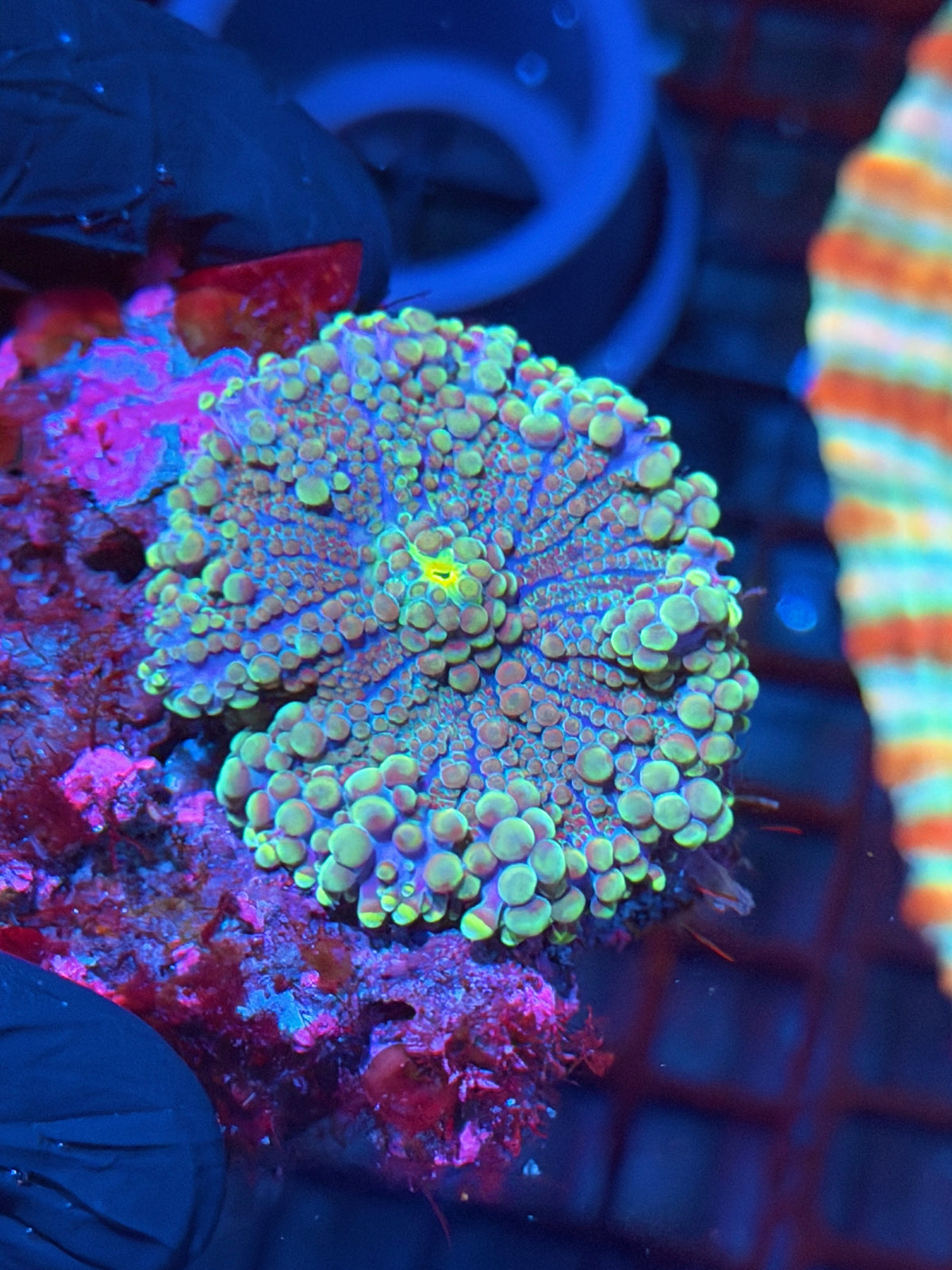 JEA Mega Man Yuma Mushroom Coral  XL 10/21