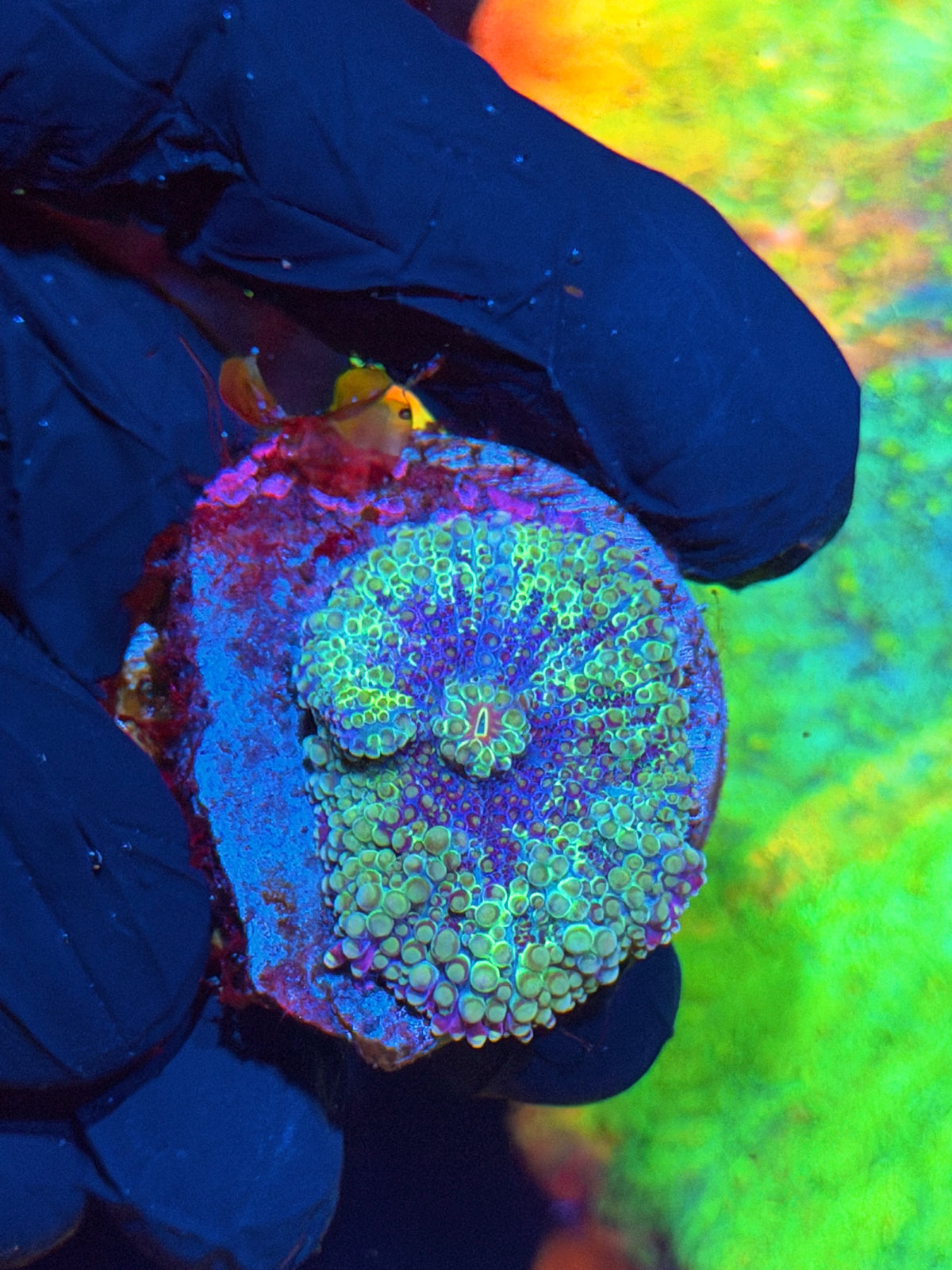 JEA Confetti Yuma Mushroom Coral XL 10/20