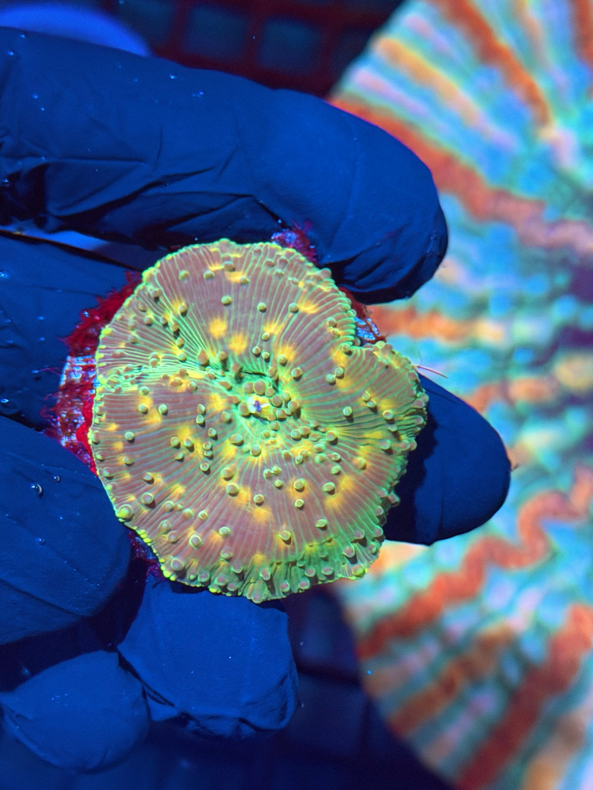 JEA Space Invader Jawbreaker Mushroom Coral 10/24