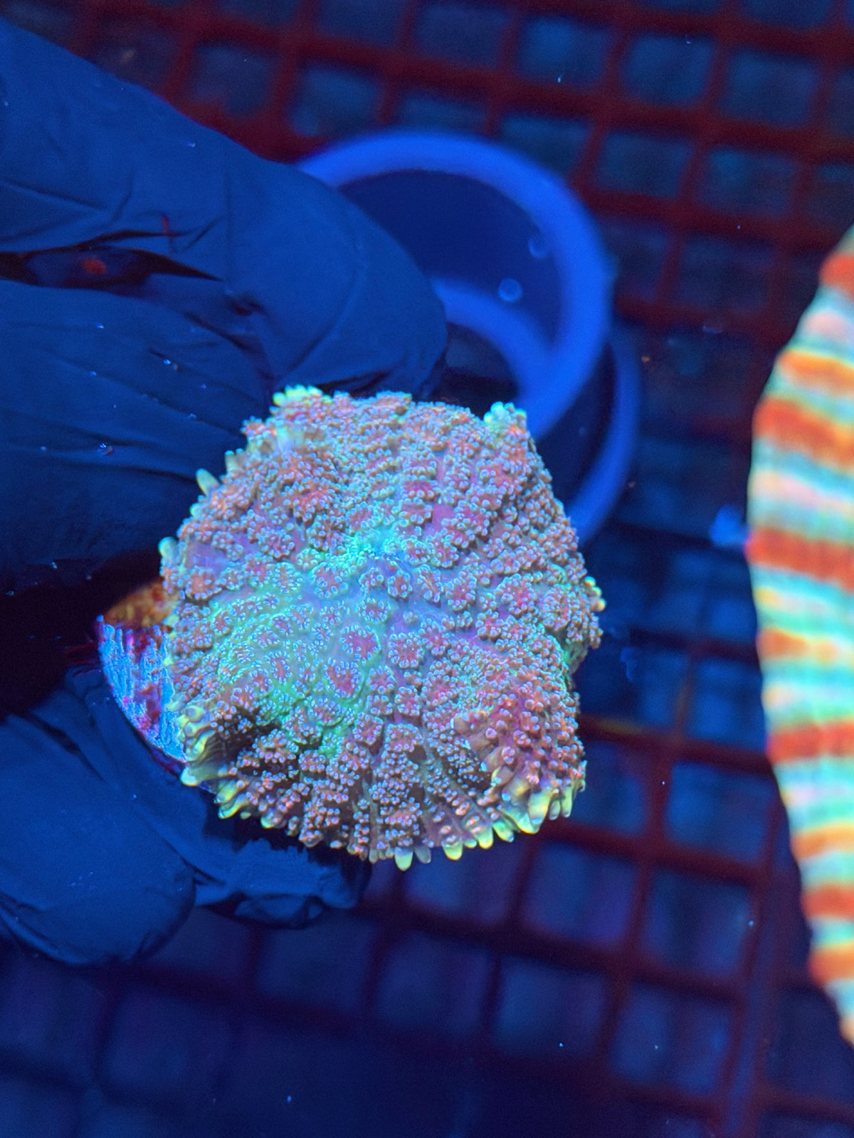 JEA Ghouls N Goblins Pincushion Mushroom Coral XL 10/21