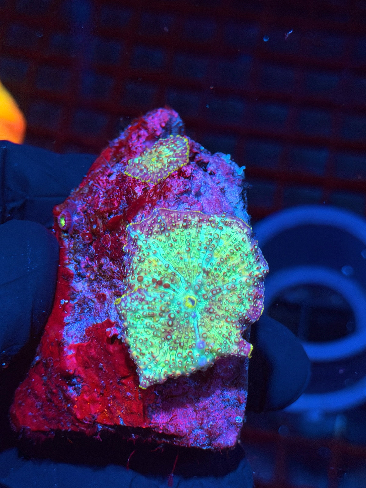 JEA Rainbow Jawbreaker Mushroom Coral Mama + baby 10/20
