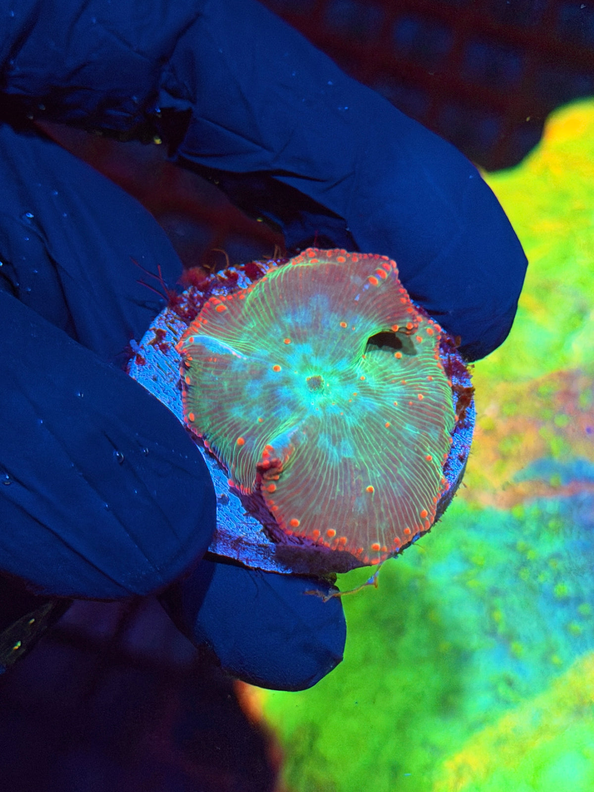 JEA Reptar Jawbreaker Mushroom Coral XL 10/21