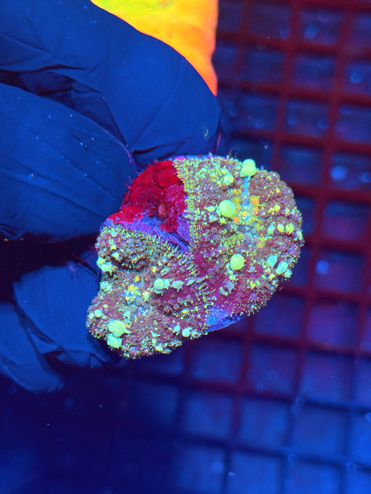 JEA Powerball Bounce Mushroom Coral Multi Disc 10/24