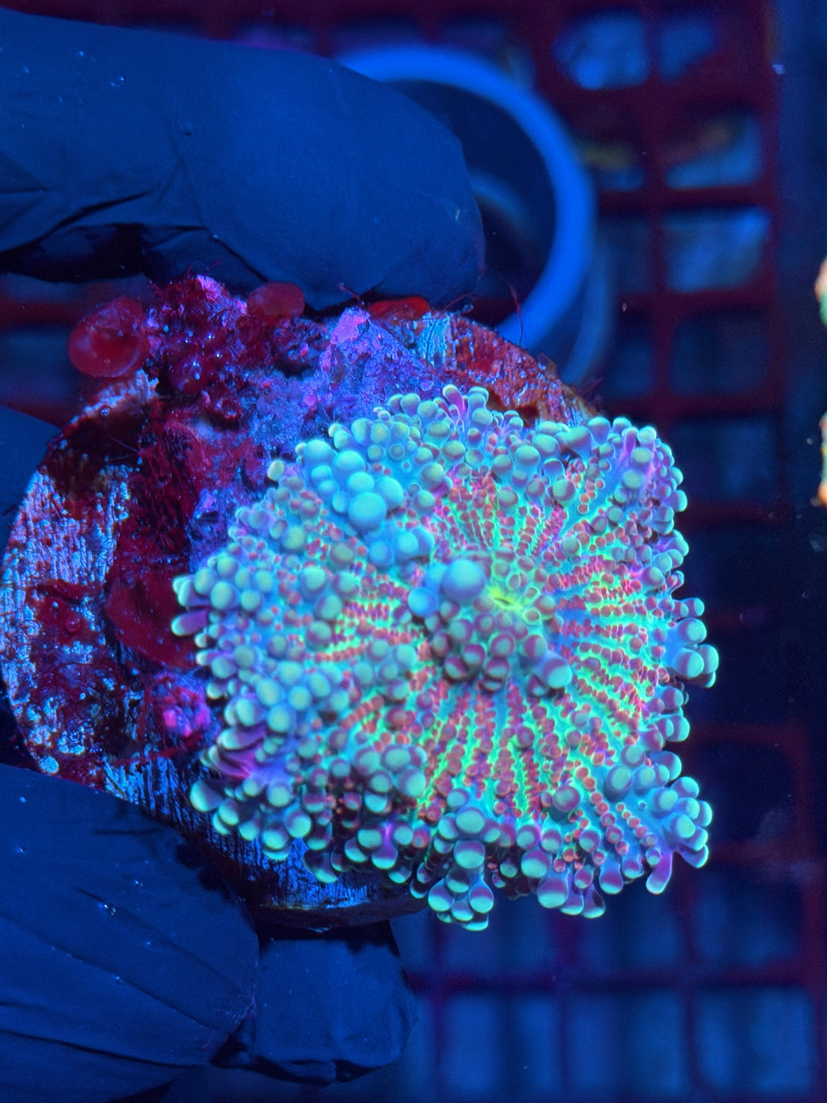 JEA Cosmic Sparkler Yuma Mushroom Coral XL 10/21