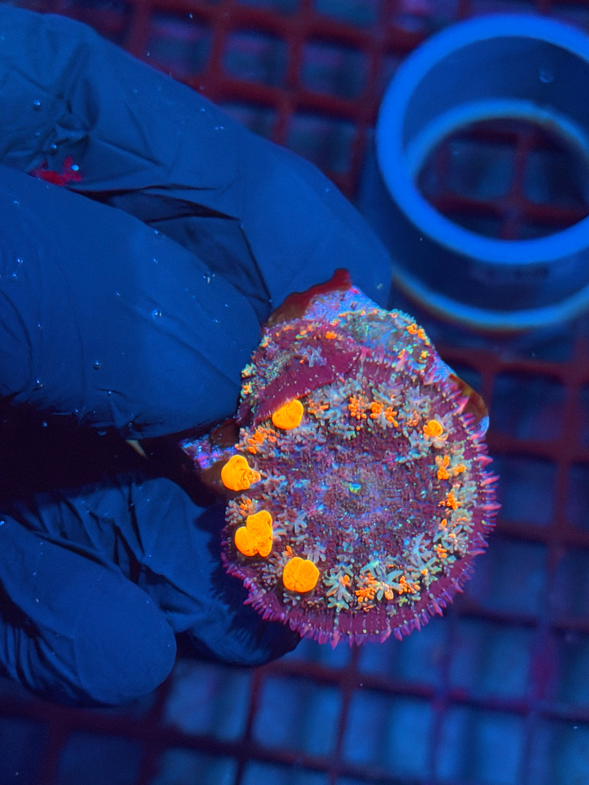 JEA Pop Rocks Bounce Mushroom Colony XL 10/21